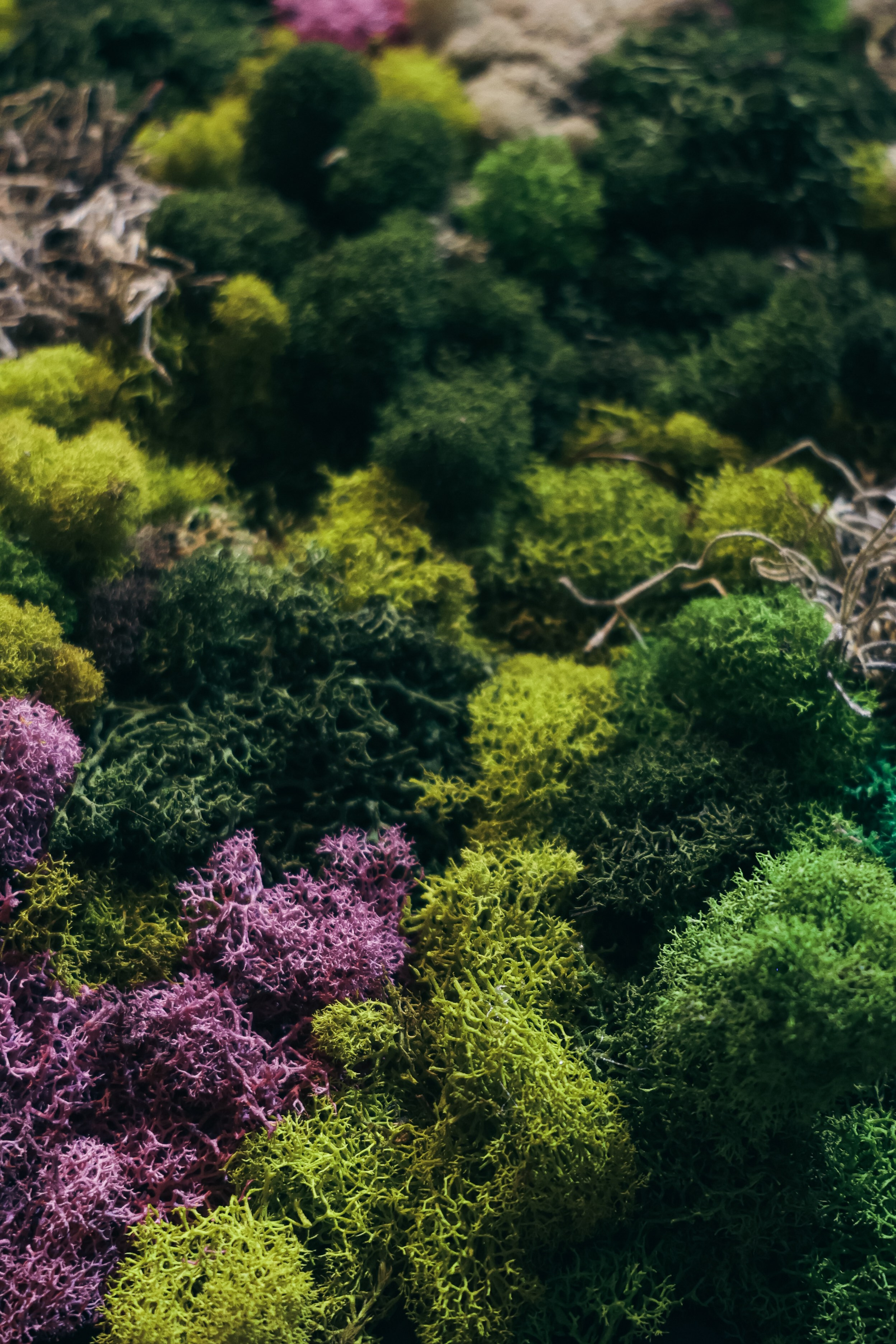 Anna & Moss magic, Content. Yana Bobrova | Artistic Photography