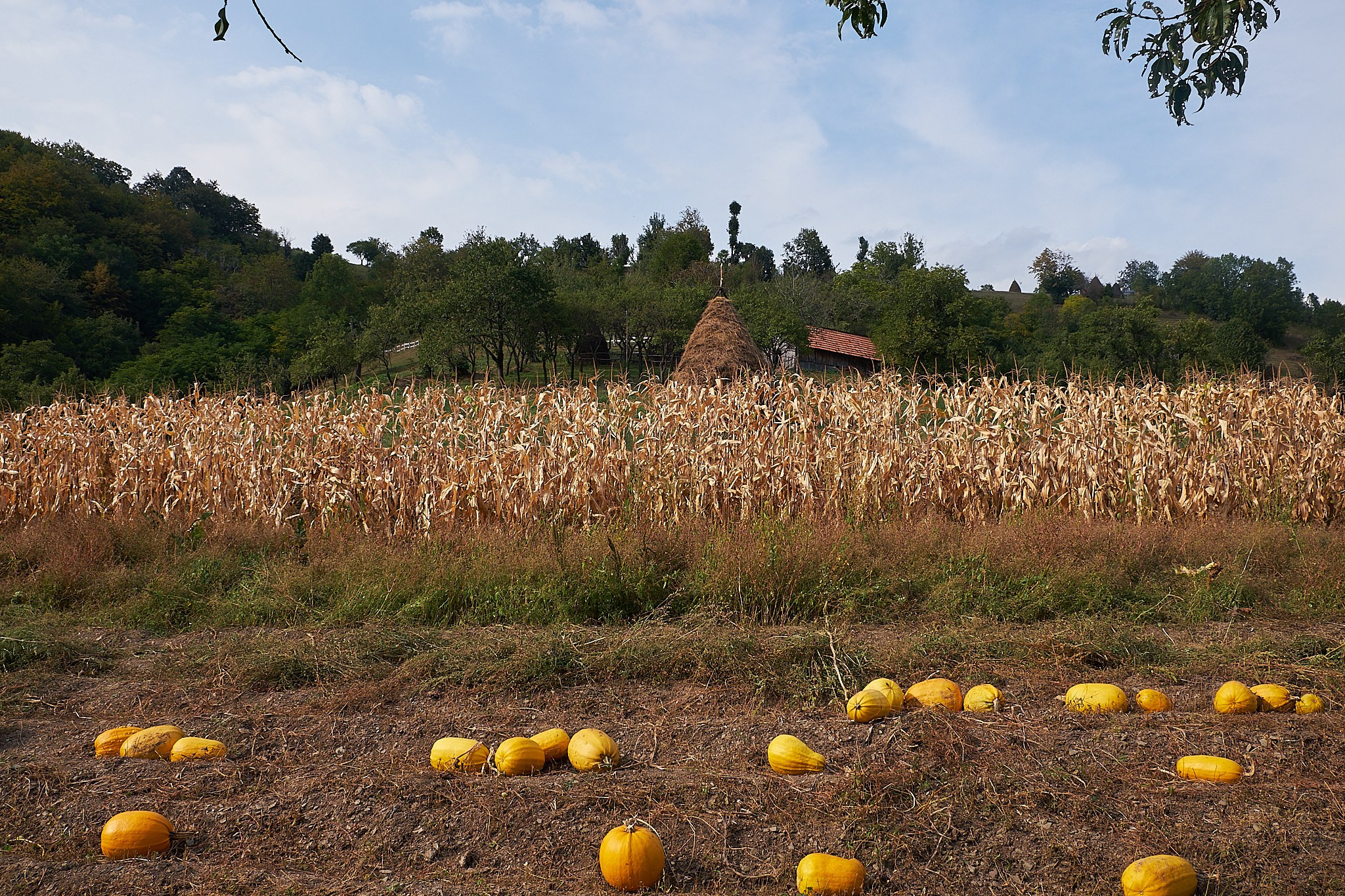 Ineleț, jud. Caraș-Severin. Pagina principală