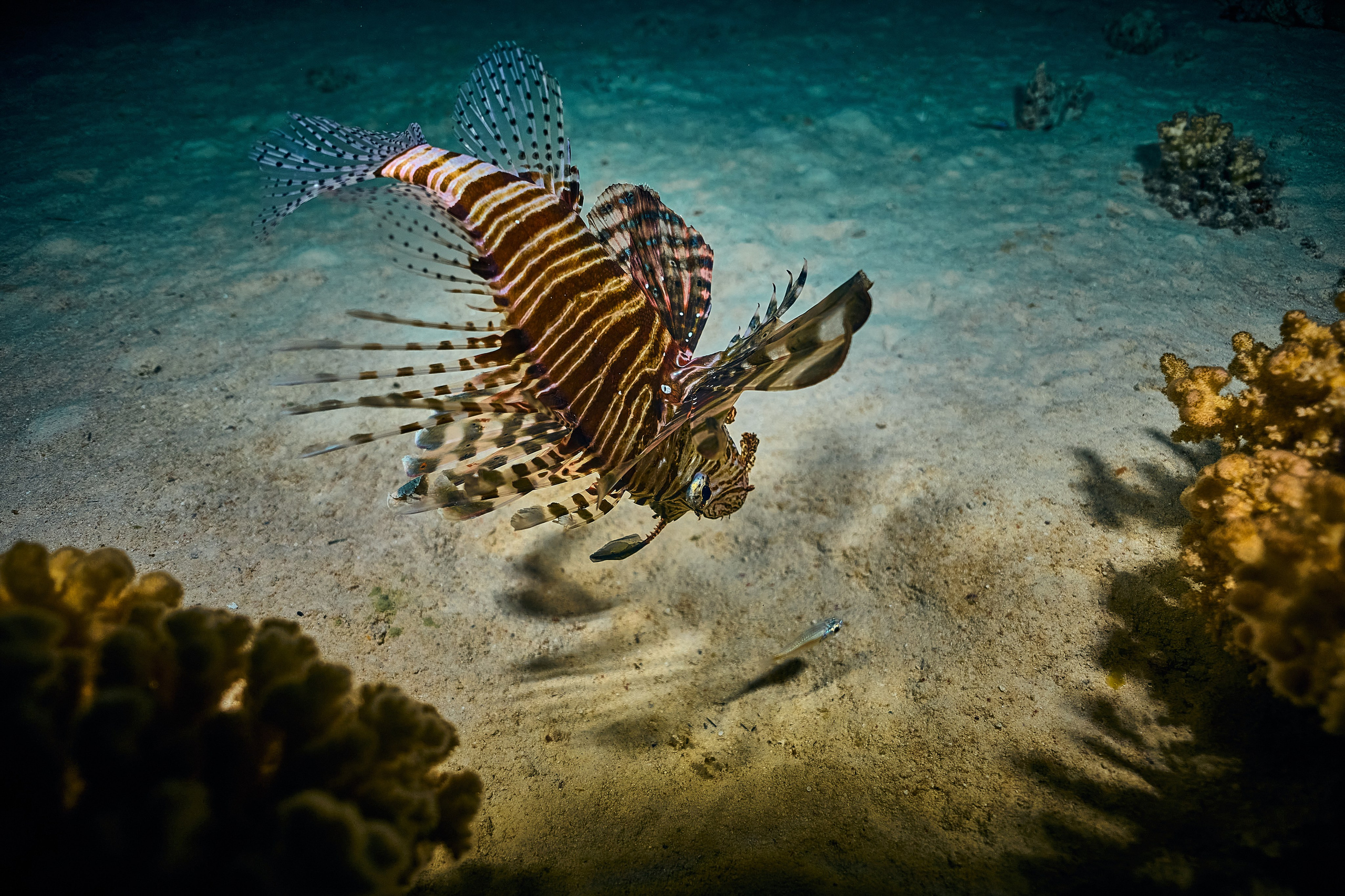 Mieszkańcy mórz. Andriej Szypilow — Photography & Videography