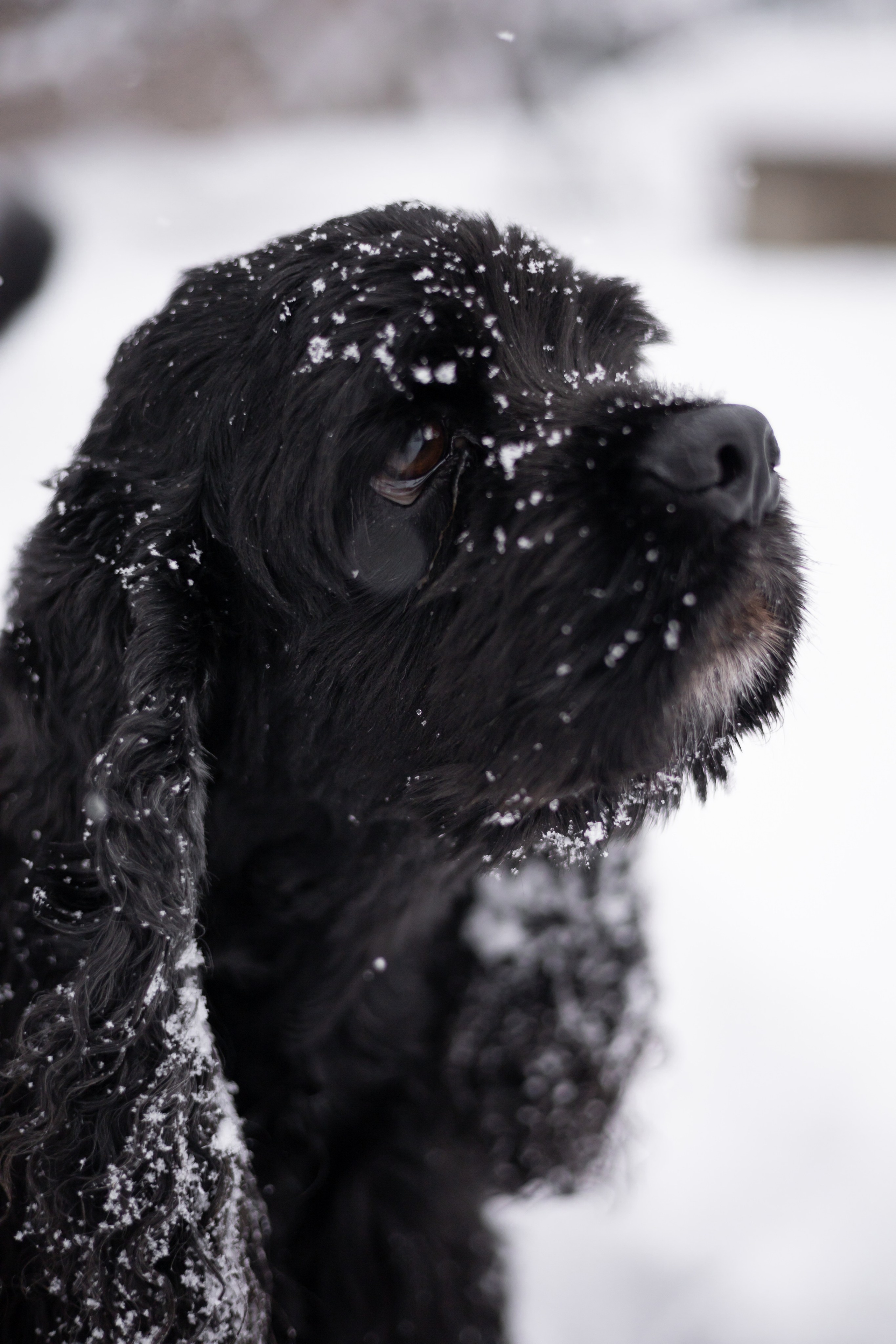 Кейт и Ен. Фотограф-анималист | Белград