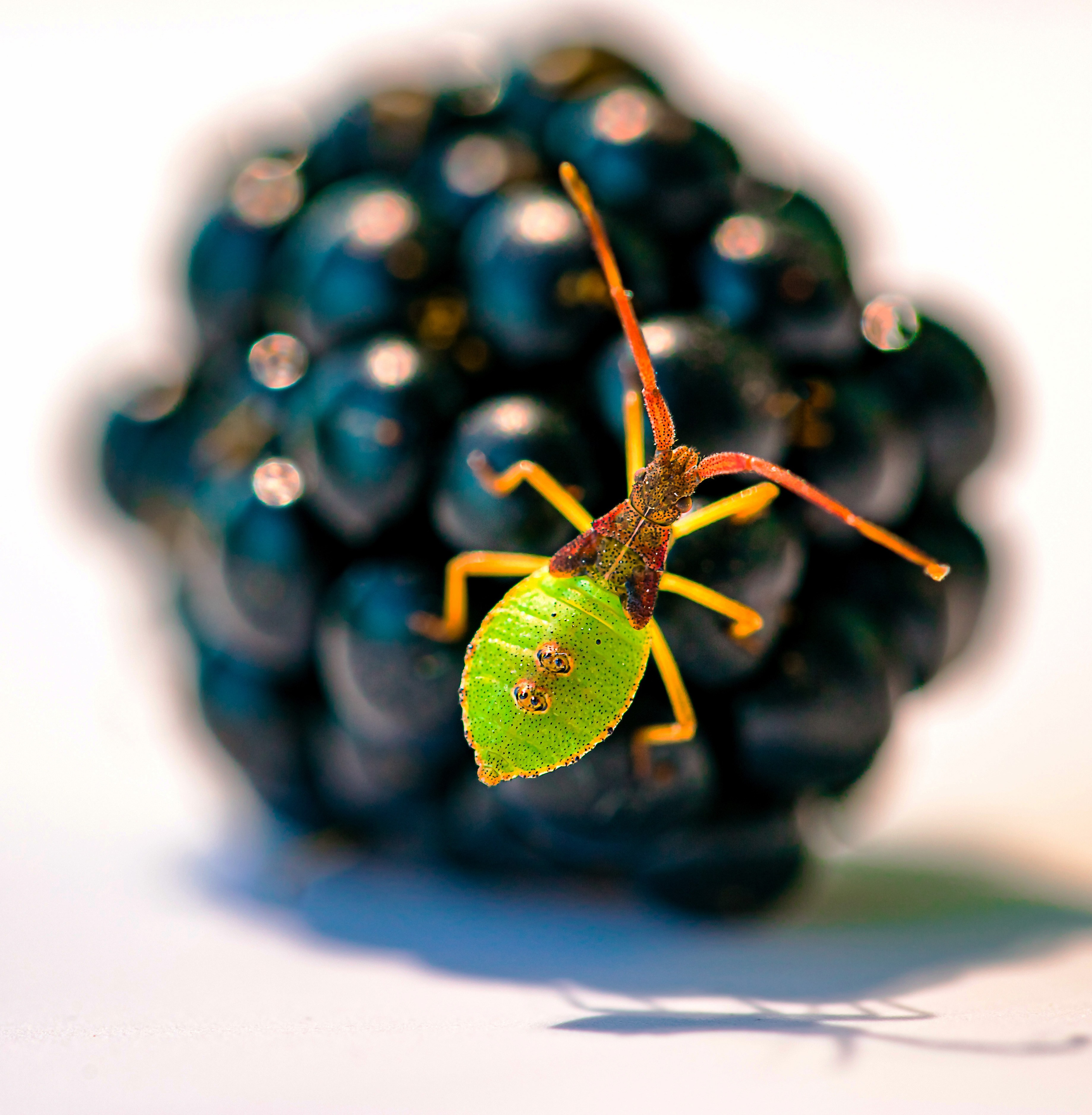 КРЫЛАТЫЕ НАСЕКОМЫЕ. LUKIN IGOR Photography