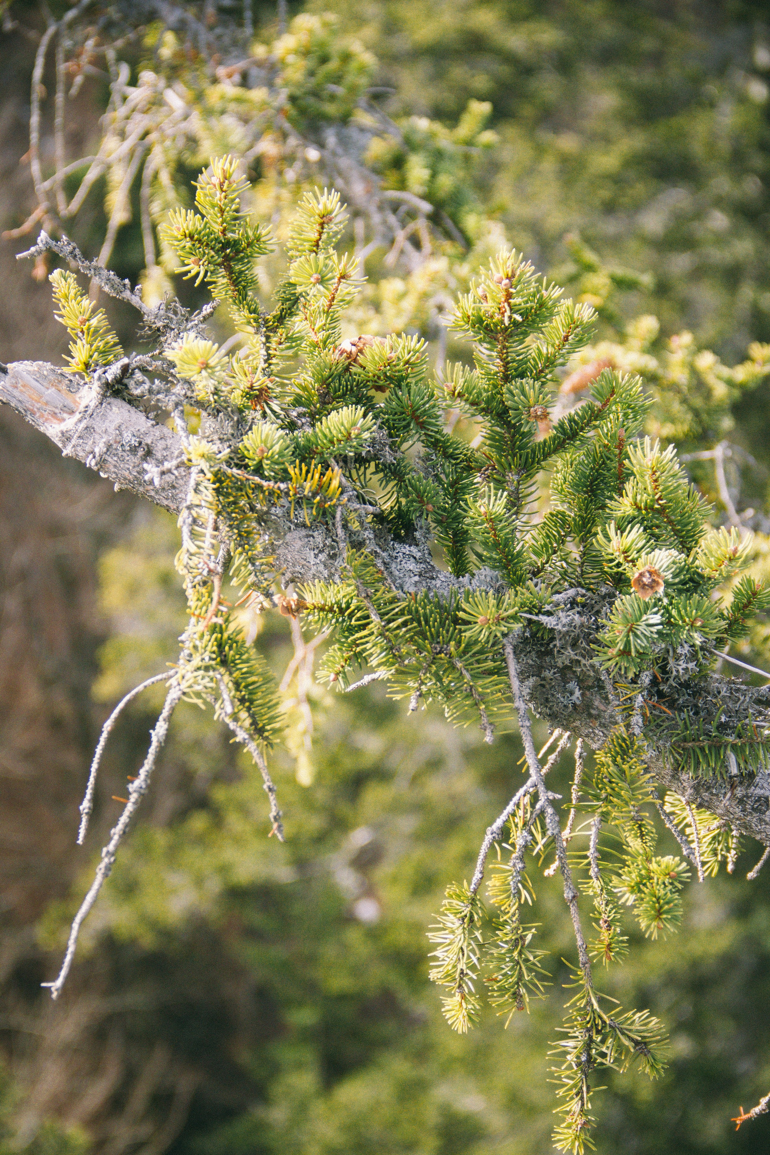 Baumwipfelpfad in Bad Wildbad. Maria Chistyakovа — Fotografin in Karlsruhe, Baden-Baden und Umgebung