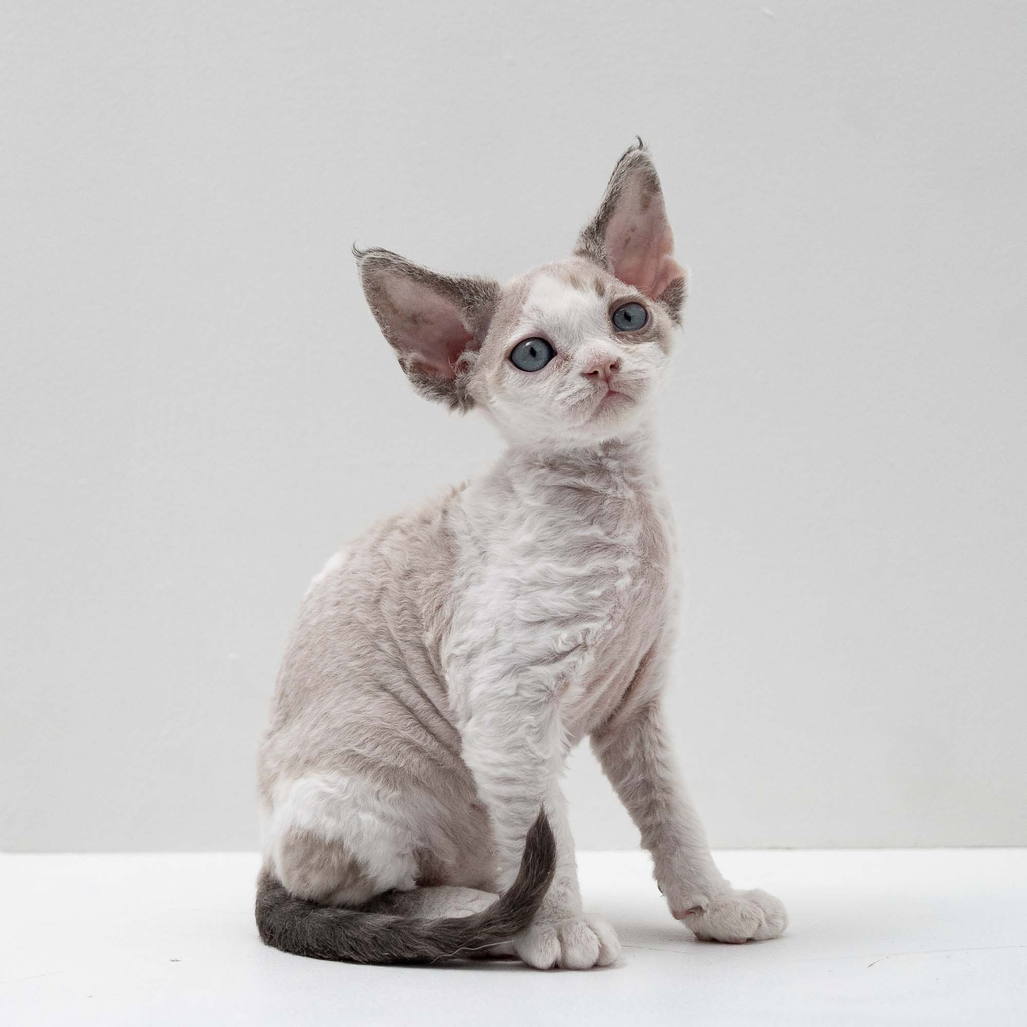 Frodo, boy, born on 01.01.25. Devon Rex Pixie Cattery