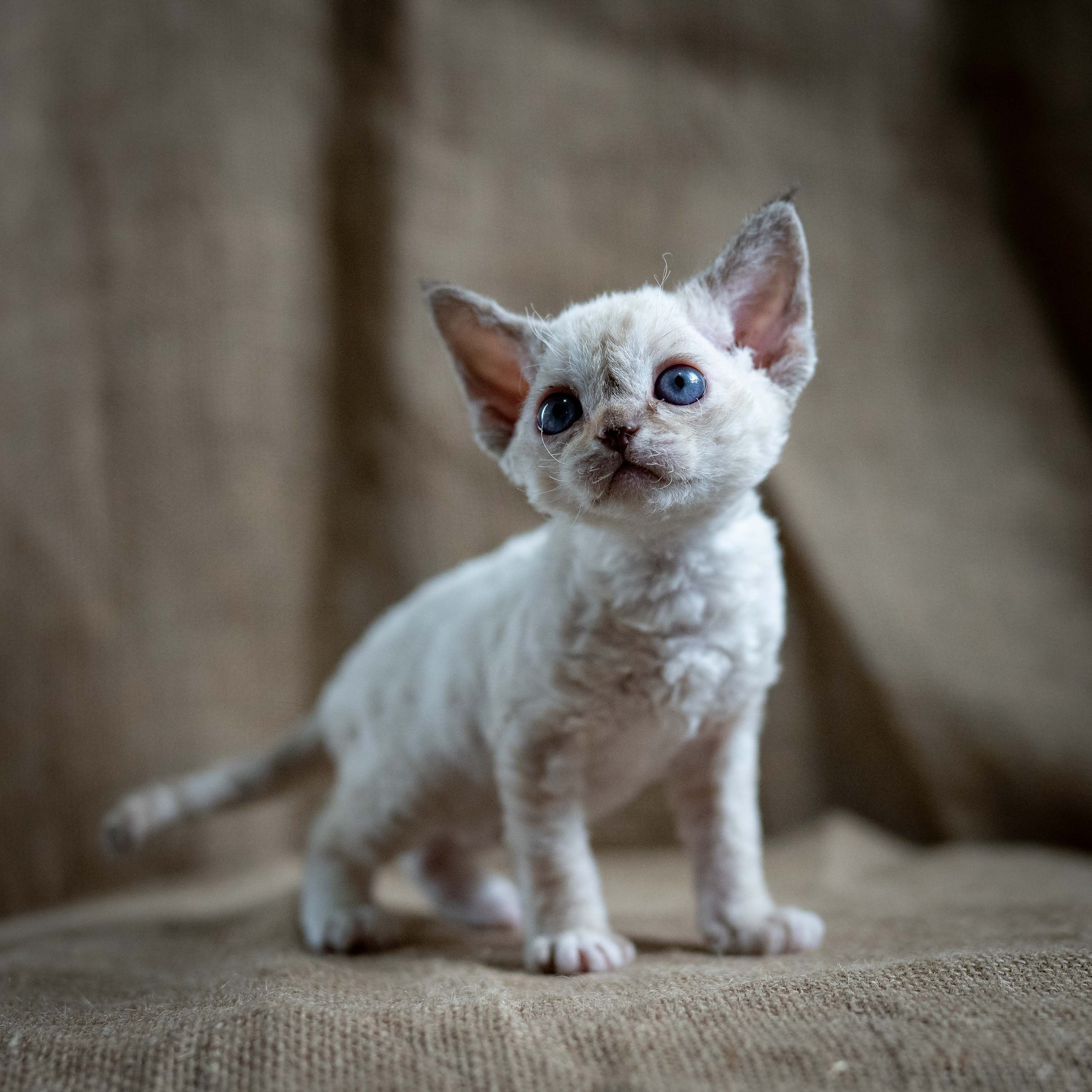Lily, girl, born 12.20.2025. Devon Rex Pixie Cattery