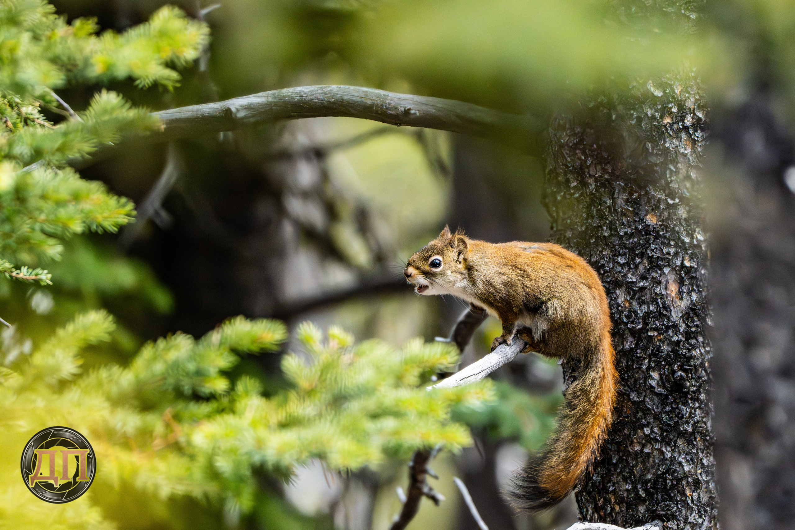 Danil Prikhodko Photography