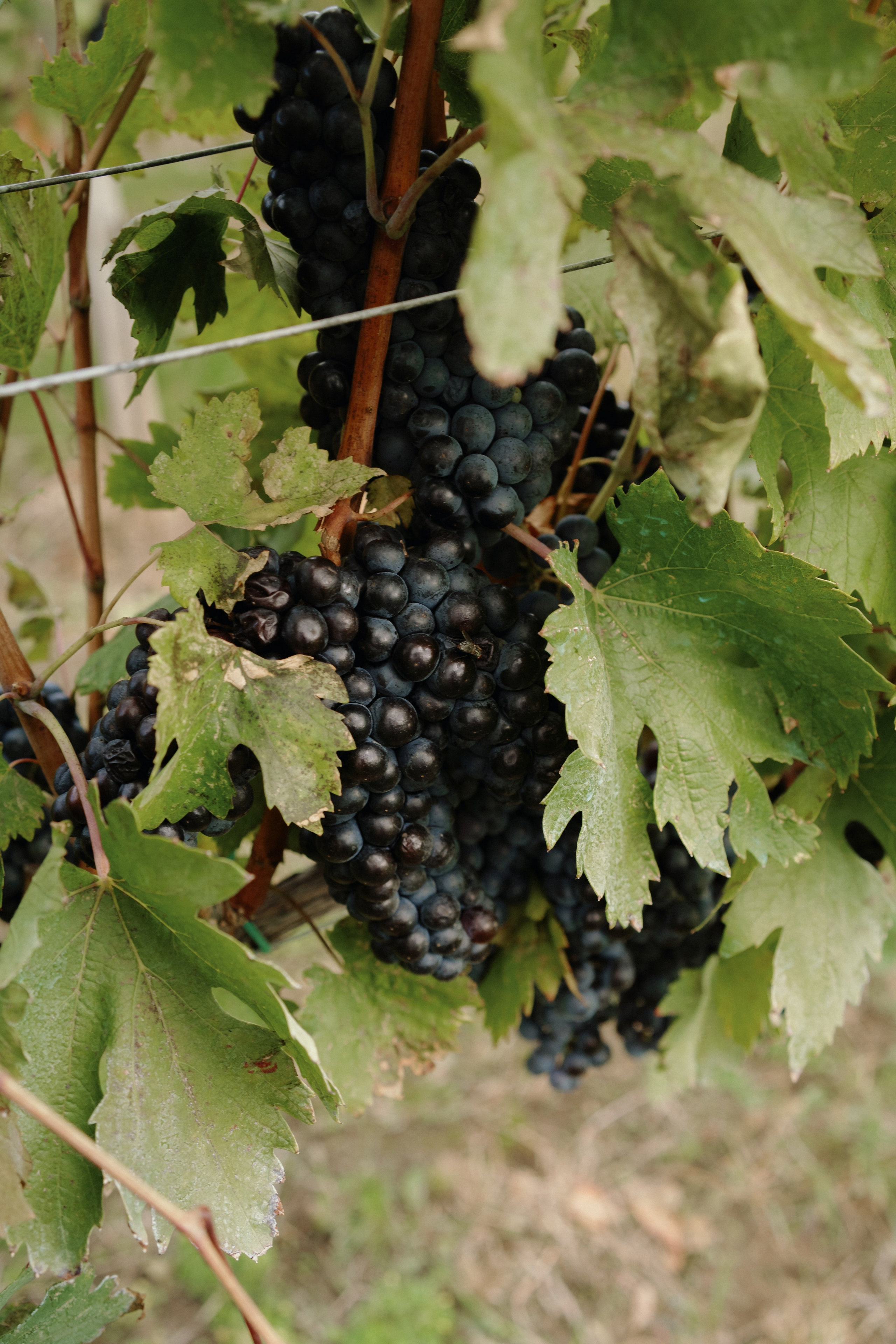 Cristina & Bogdan. STORYCATCHERS