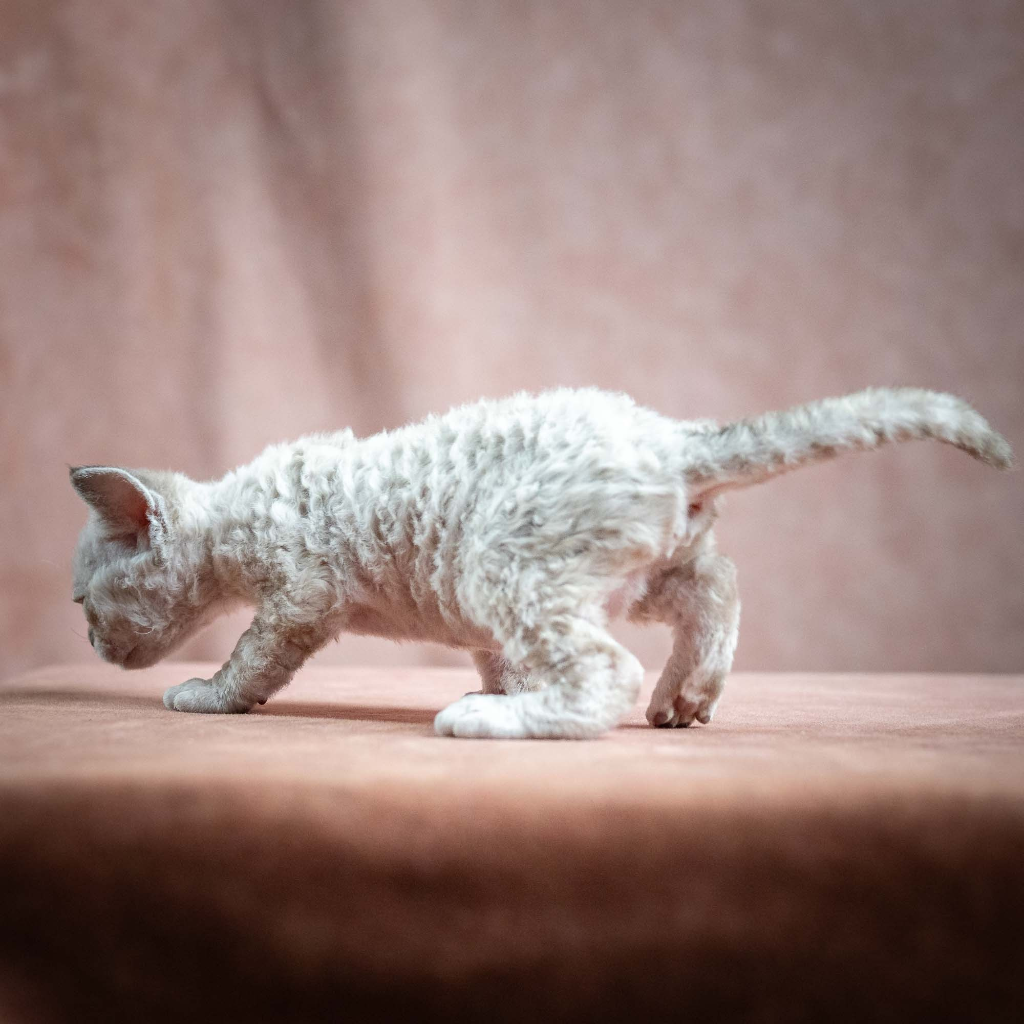 Nessa, girl, born 01.17.26. Devon Rex Pixie Cattery