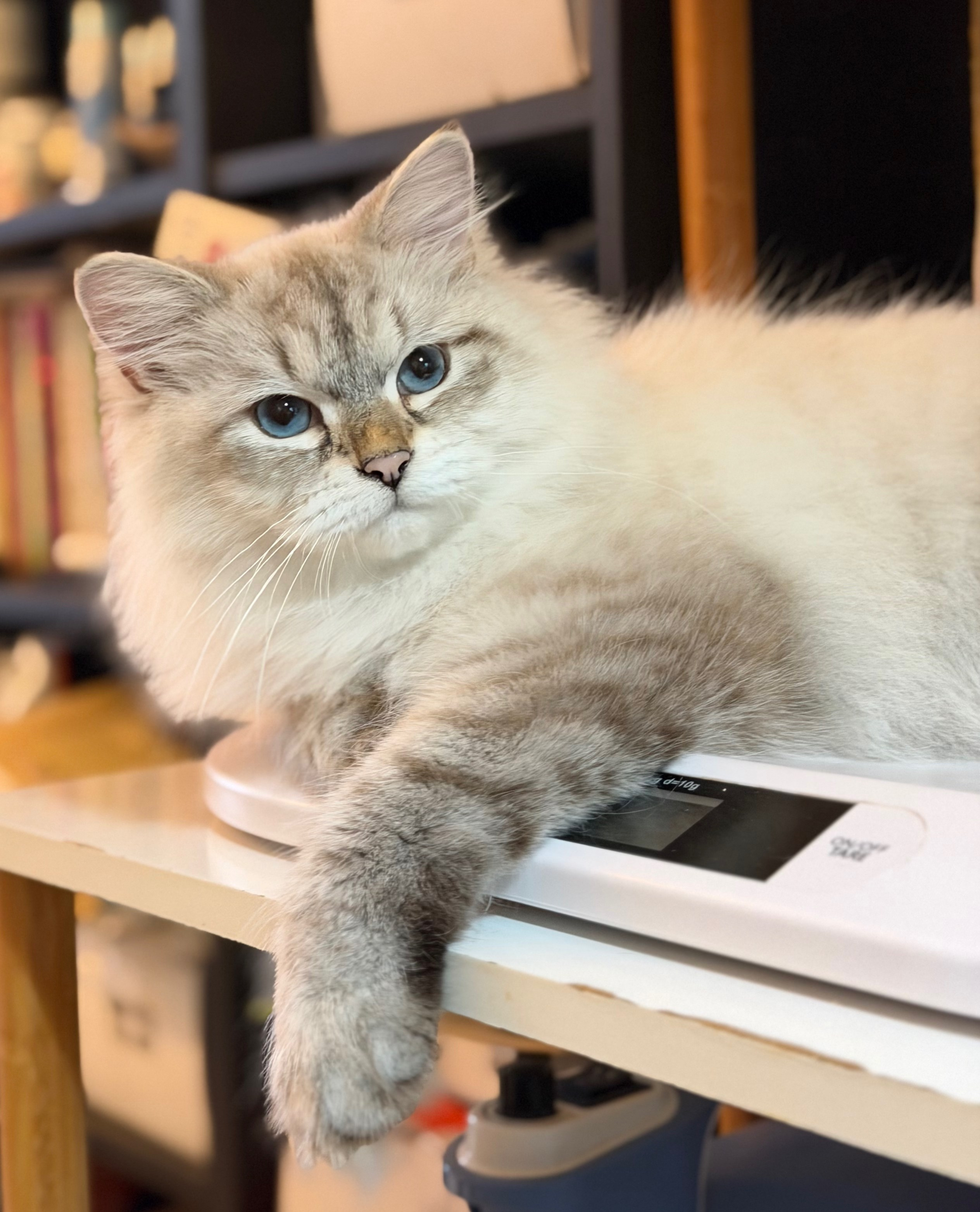 LEMON GREEN SIBERIANS AIUSHA