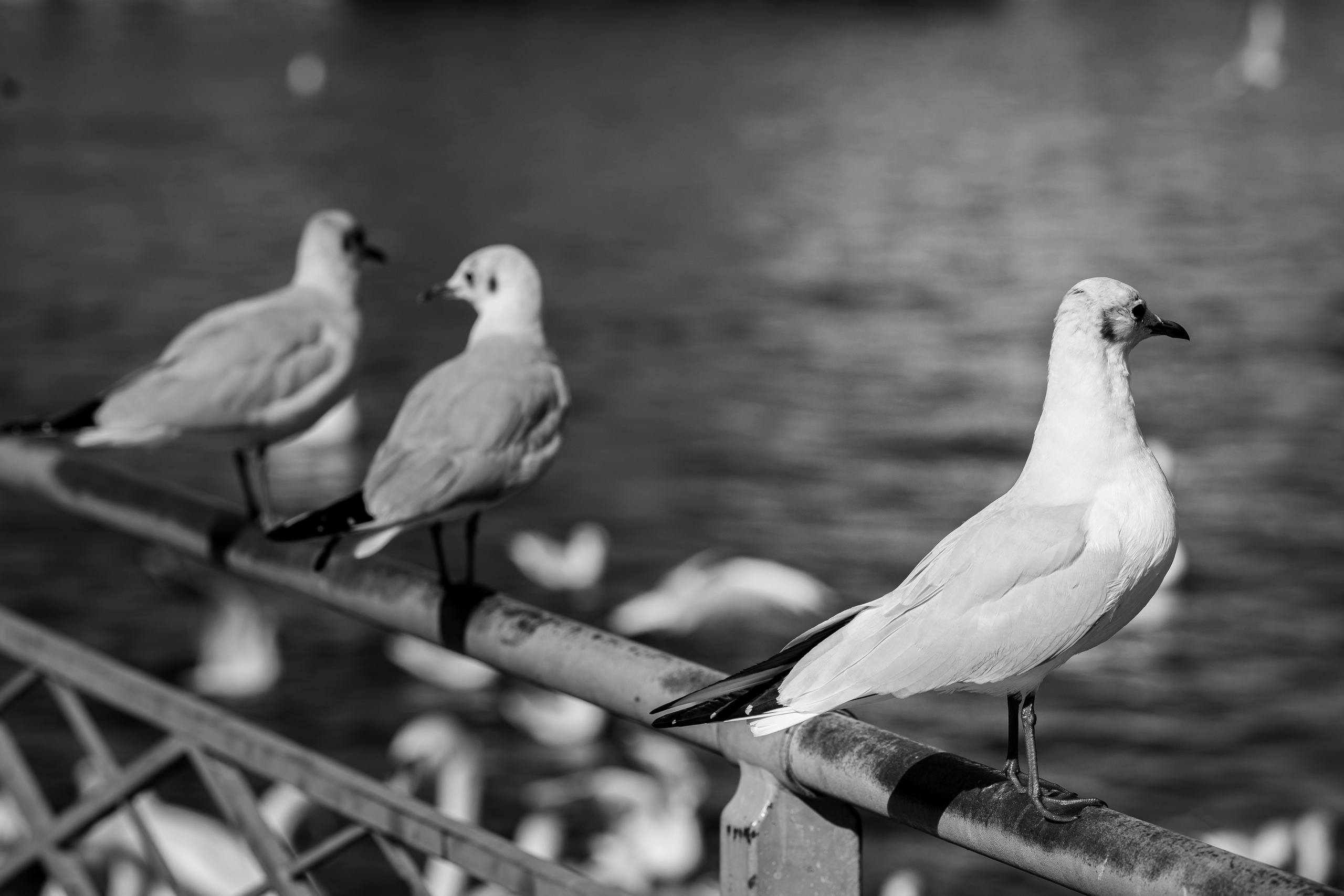 Divers. Photographe à Genève - Eugenia Andres
