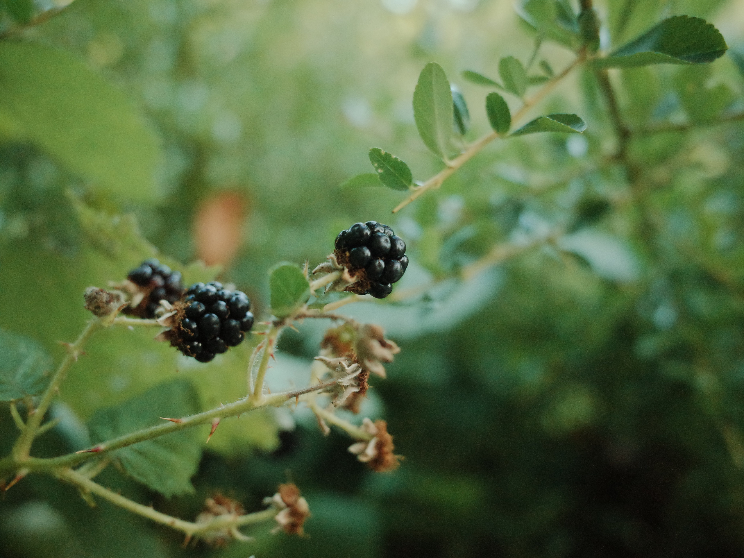 Garden of Forking Paths. Victoria Dini. Art photography in London / Folkestone, UK