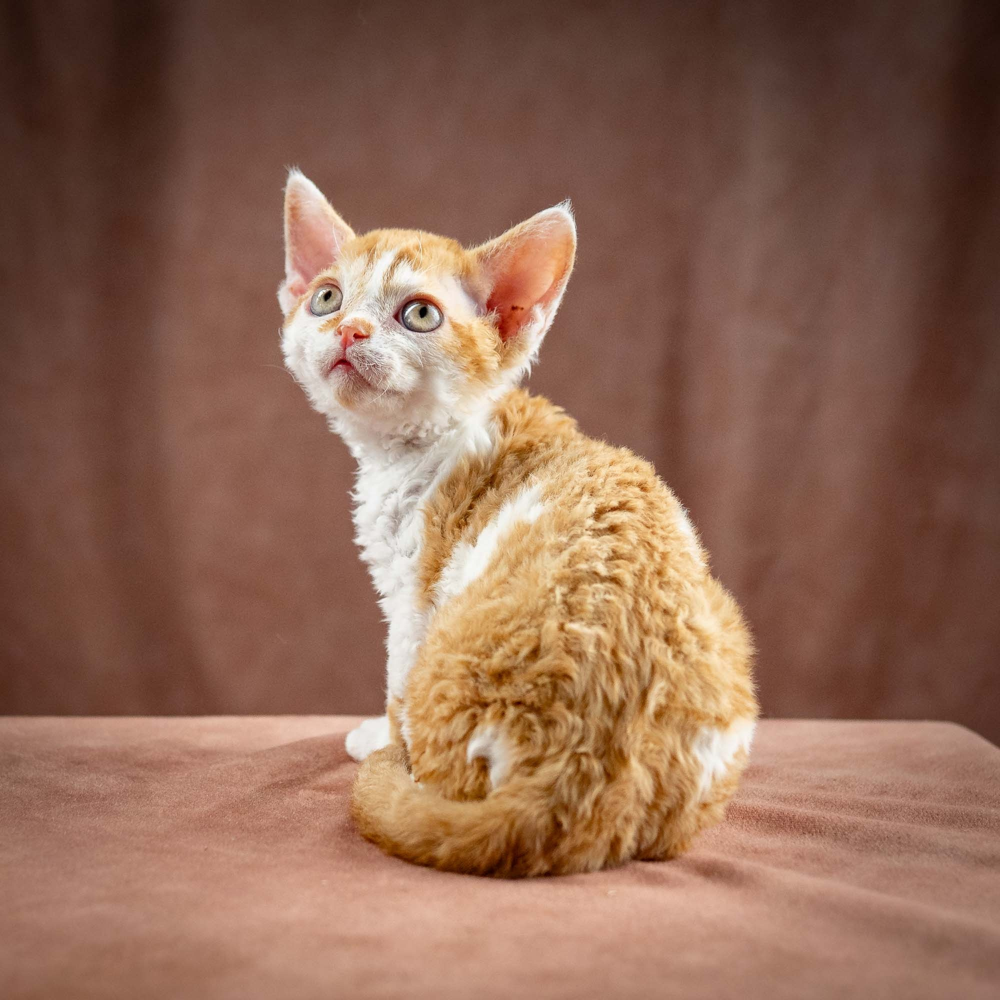 Gary,  boy, born on 01.18.25. Devon Rex Pixie Cattery