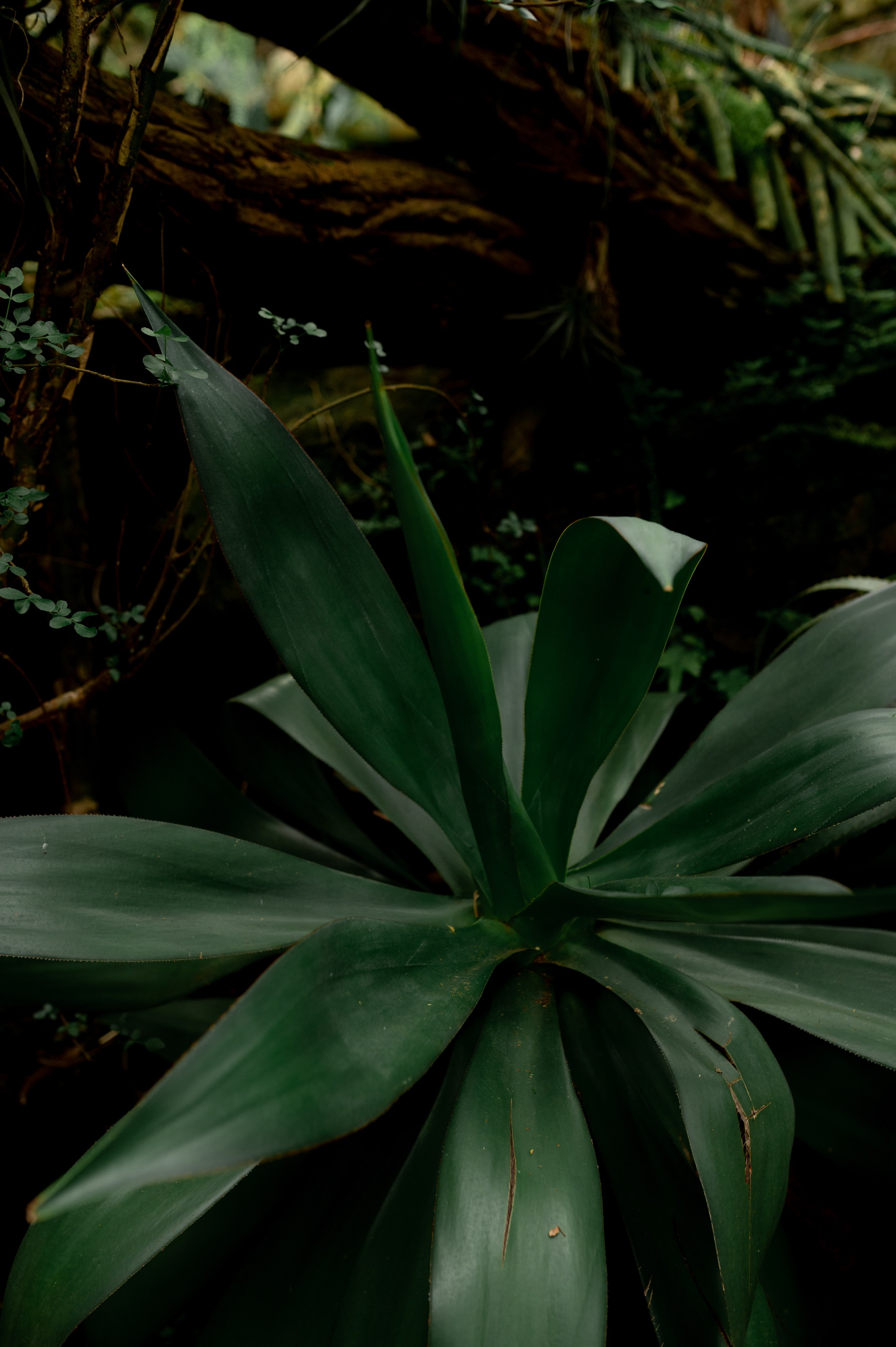 CannaXlife CBD products. ANNA-MARIA PHOTO CONTENT CREATOR — фотограф, эстет, художник и визуальный эксперт в Instagram, работающий в Праге