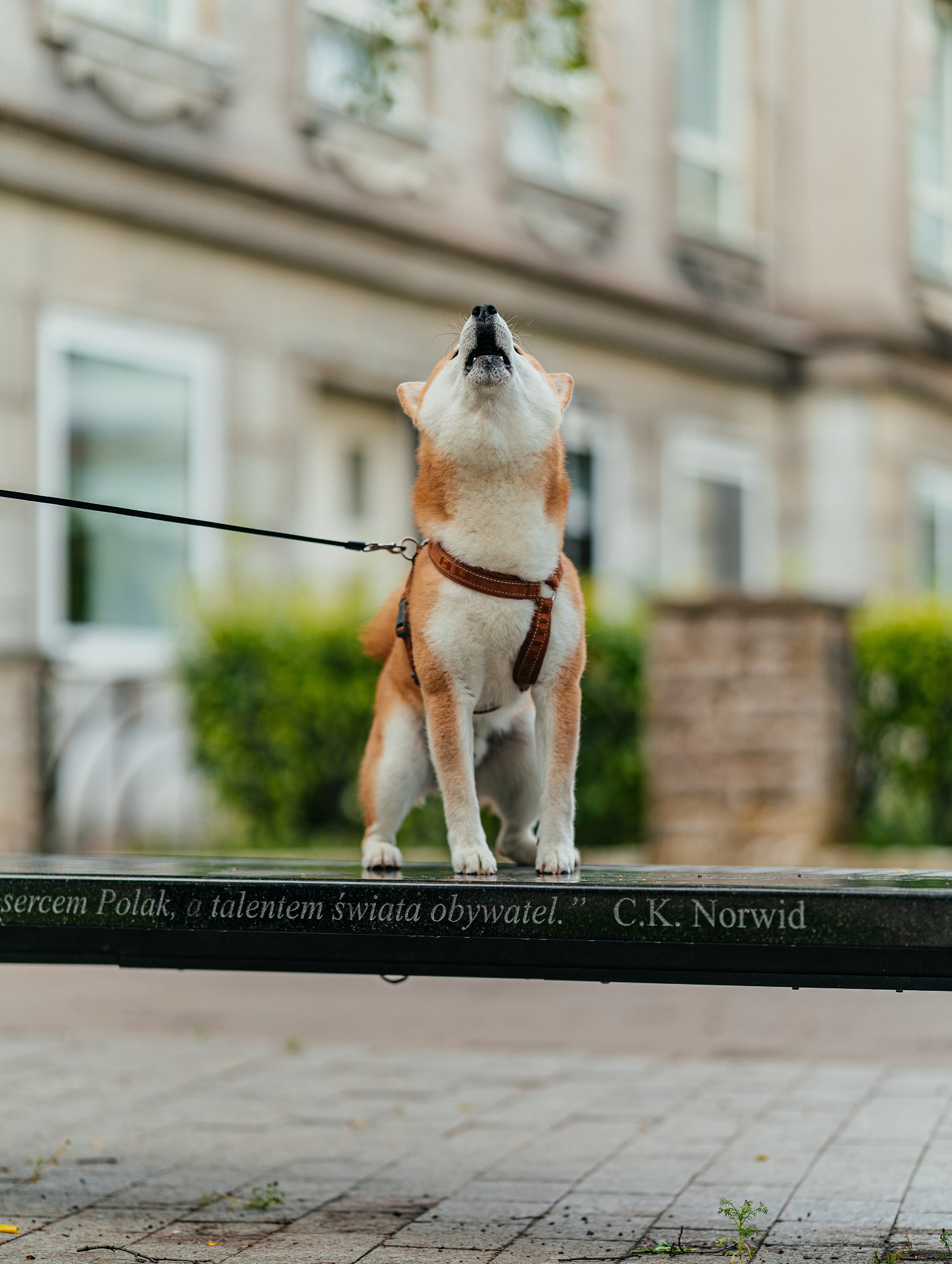 Животные. Uvarovsphoto