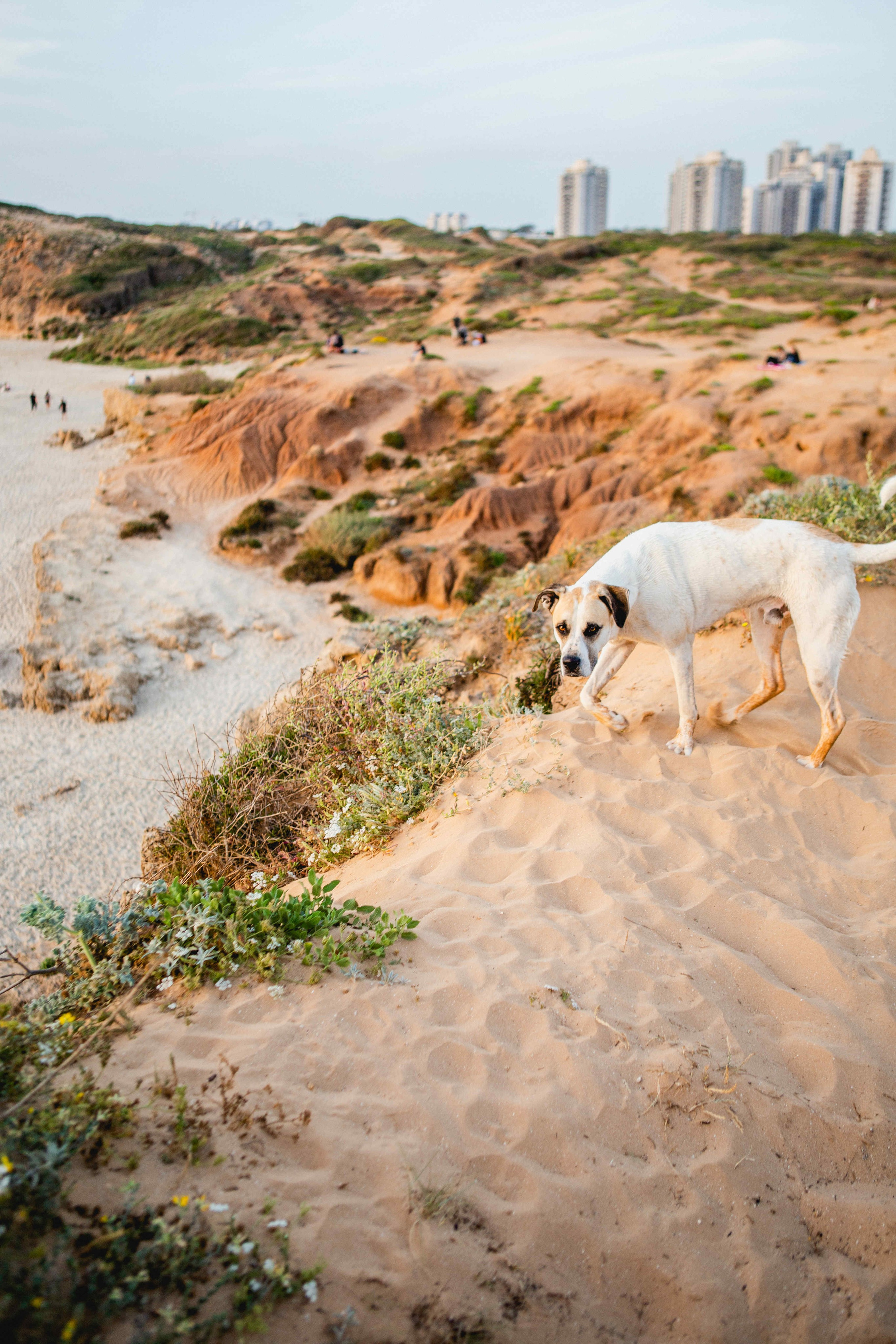 GIVAT OLGA. Https://shi-photo.com/