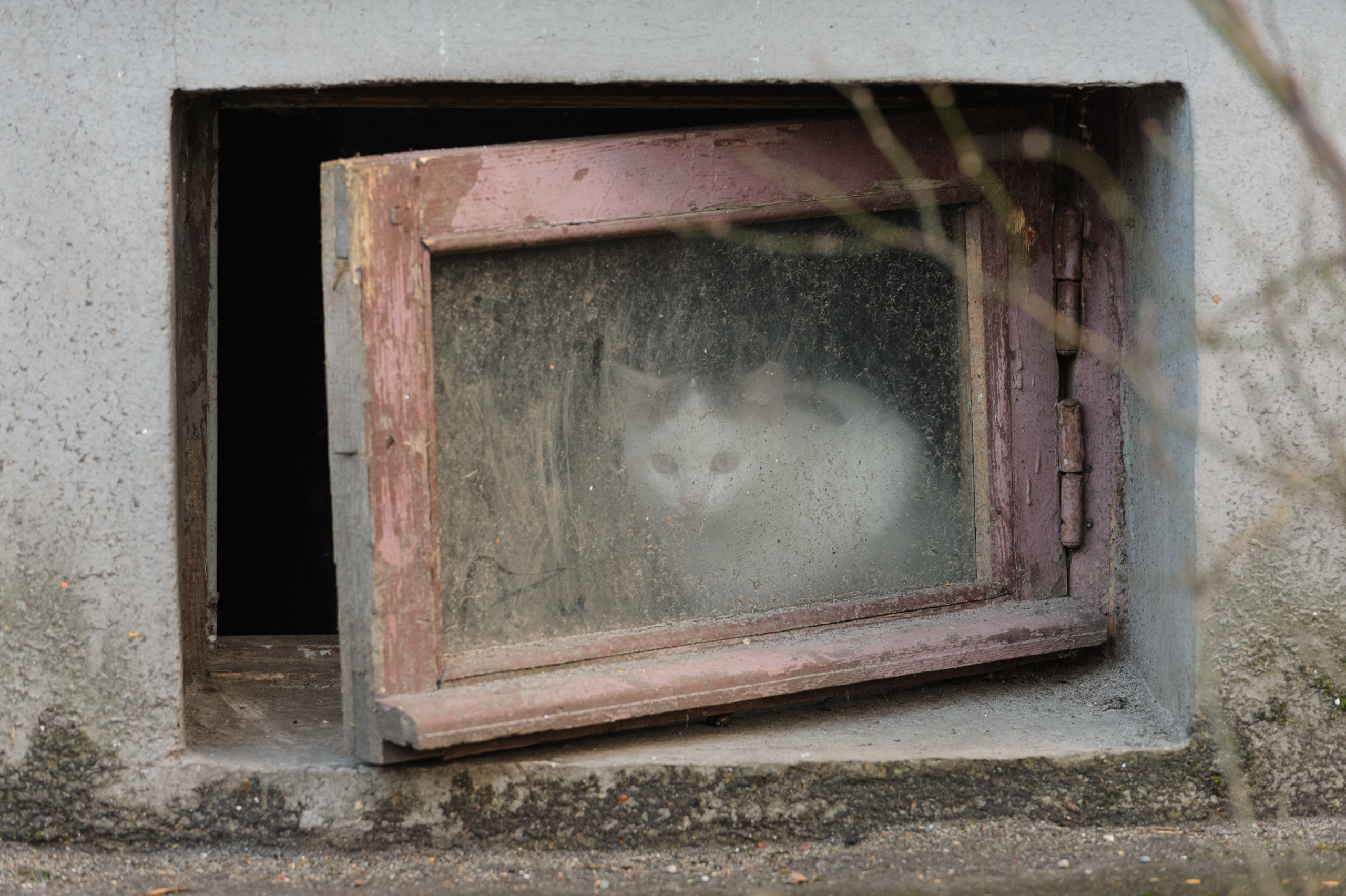 A photo story about stray cats