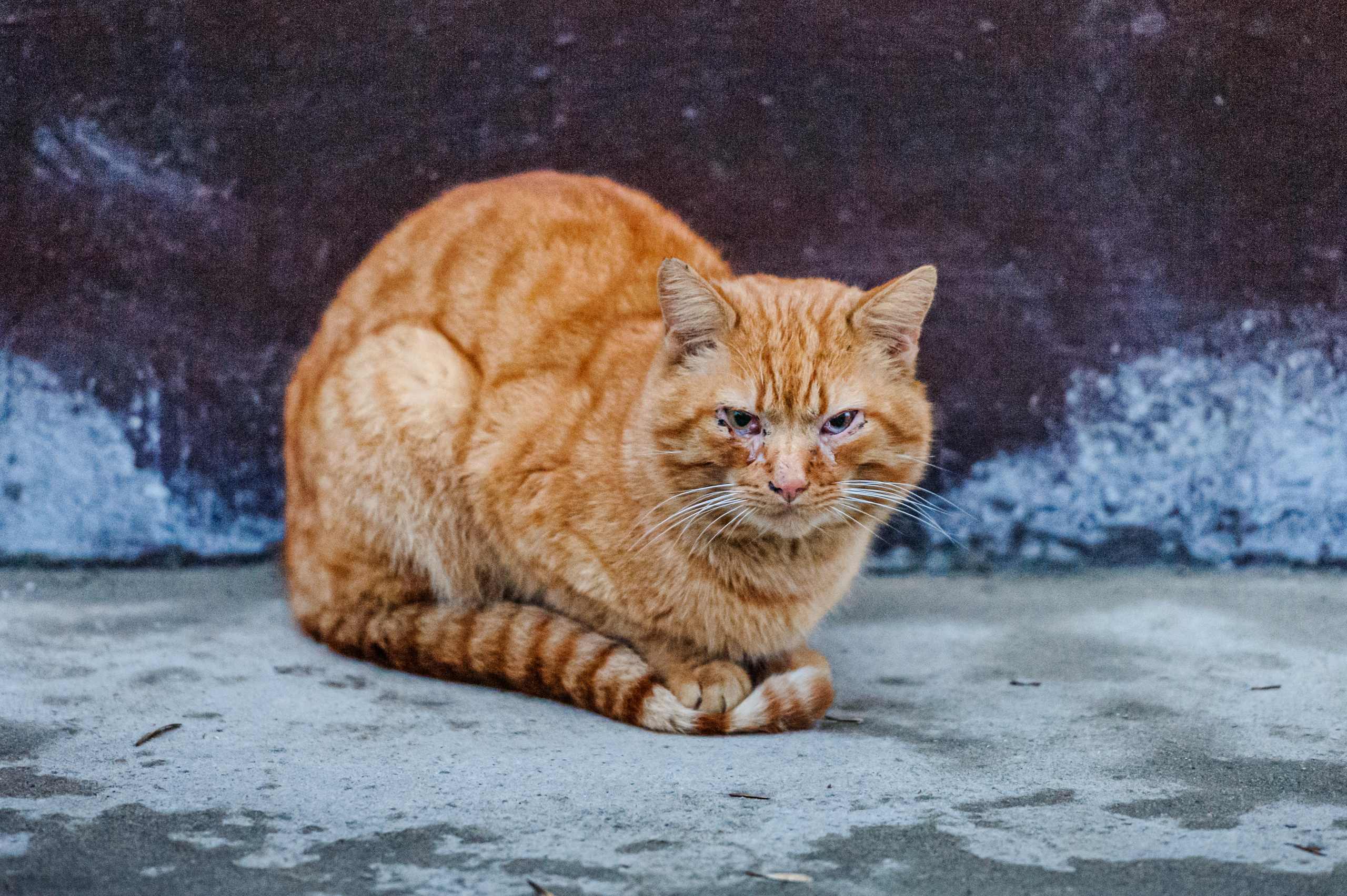 A photo story about stray cats