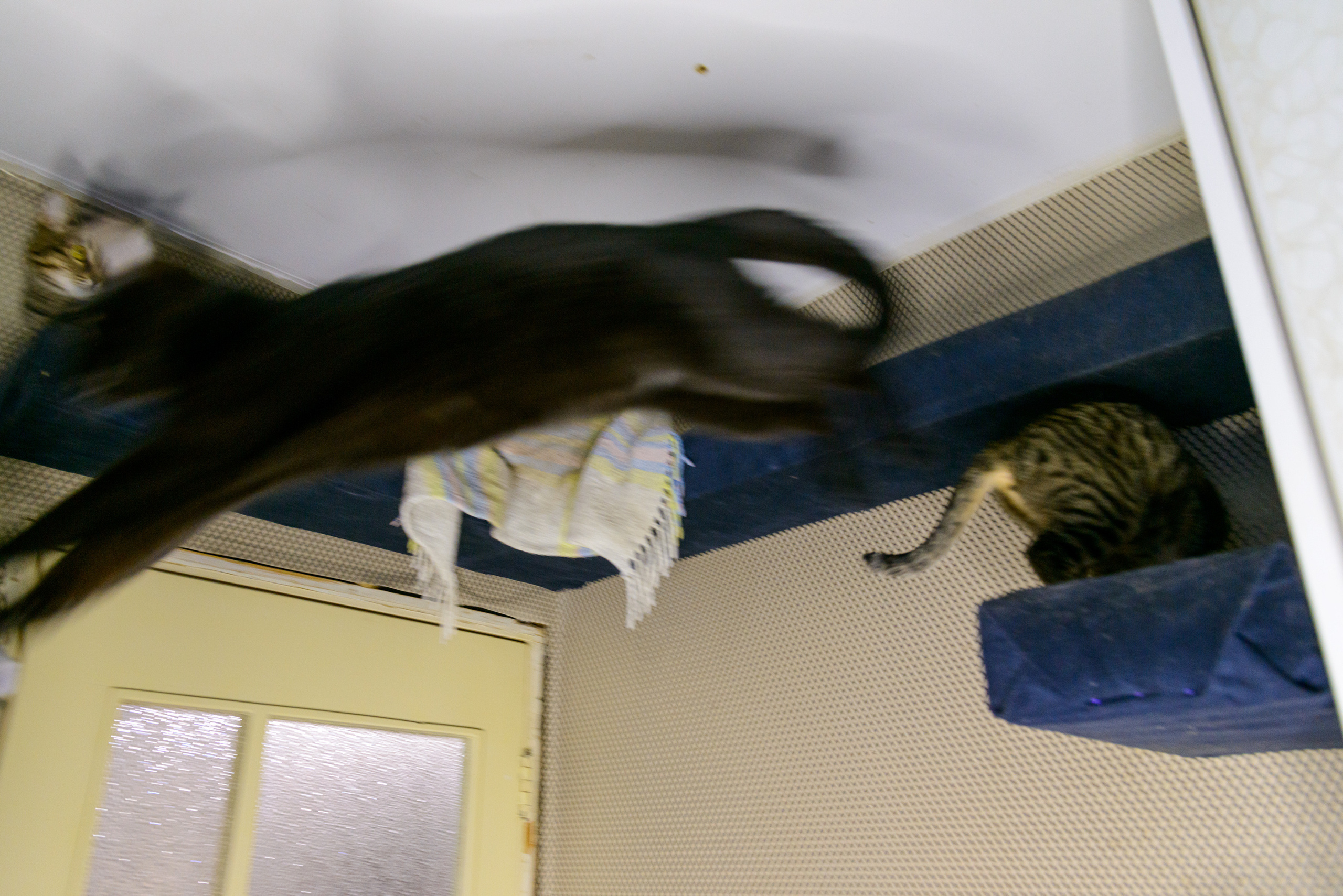 A photo story about stray cats