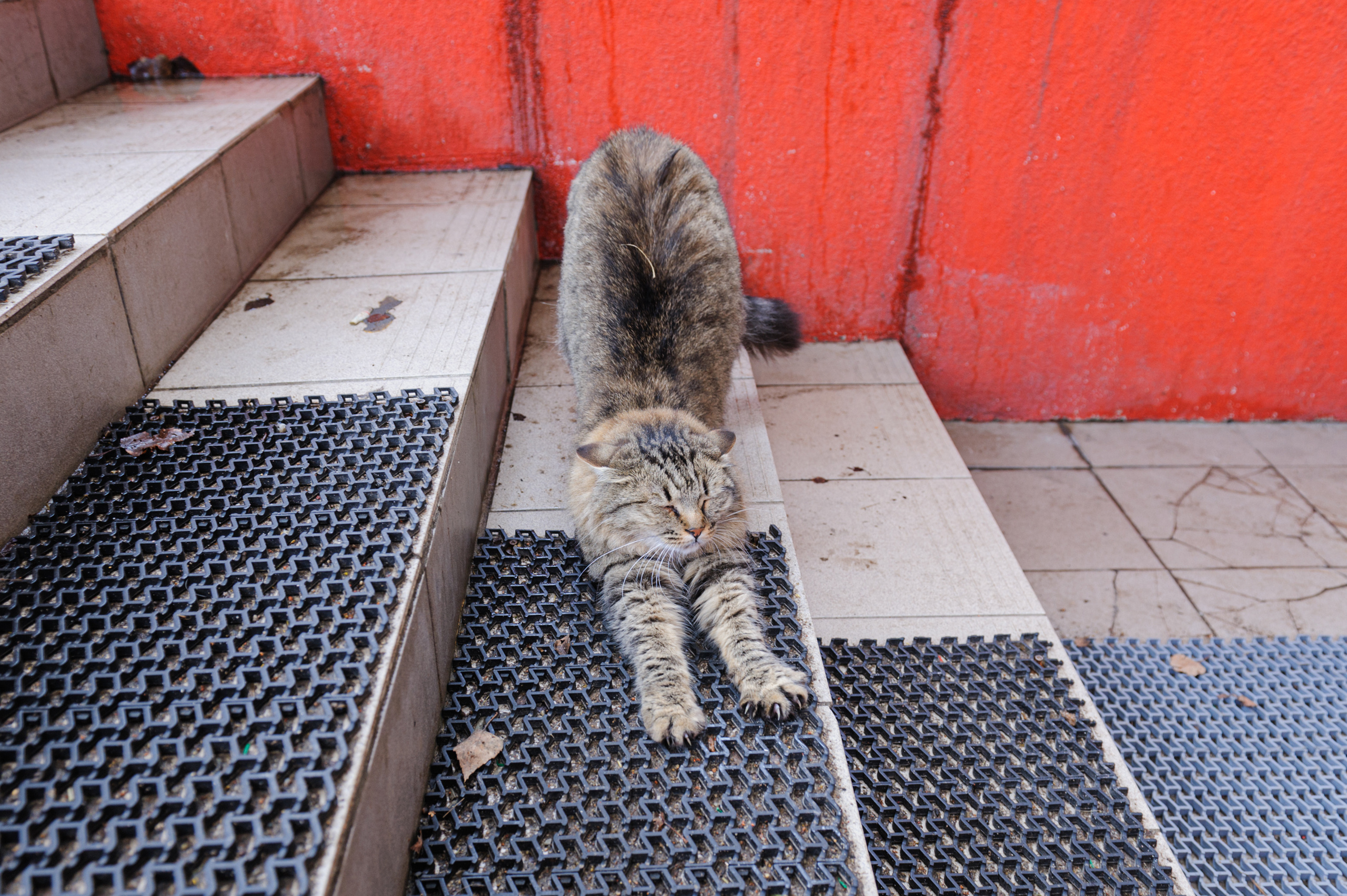 A photo story about stray cats