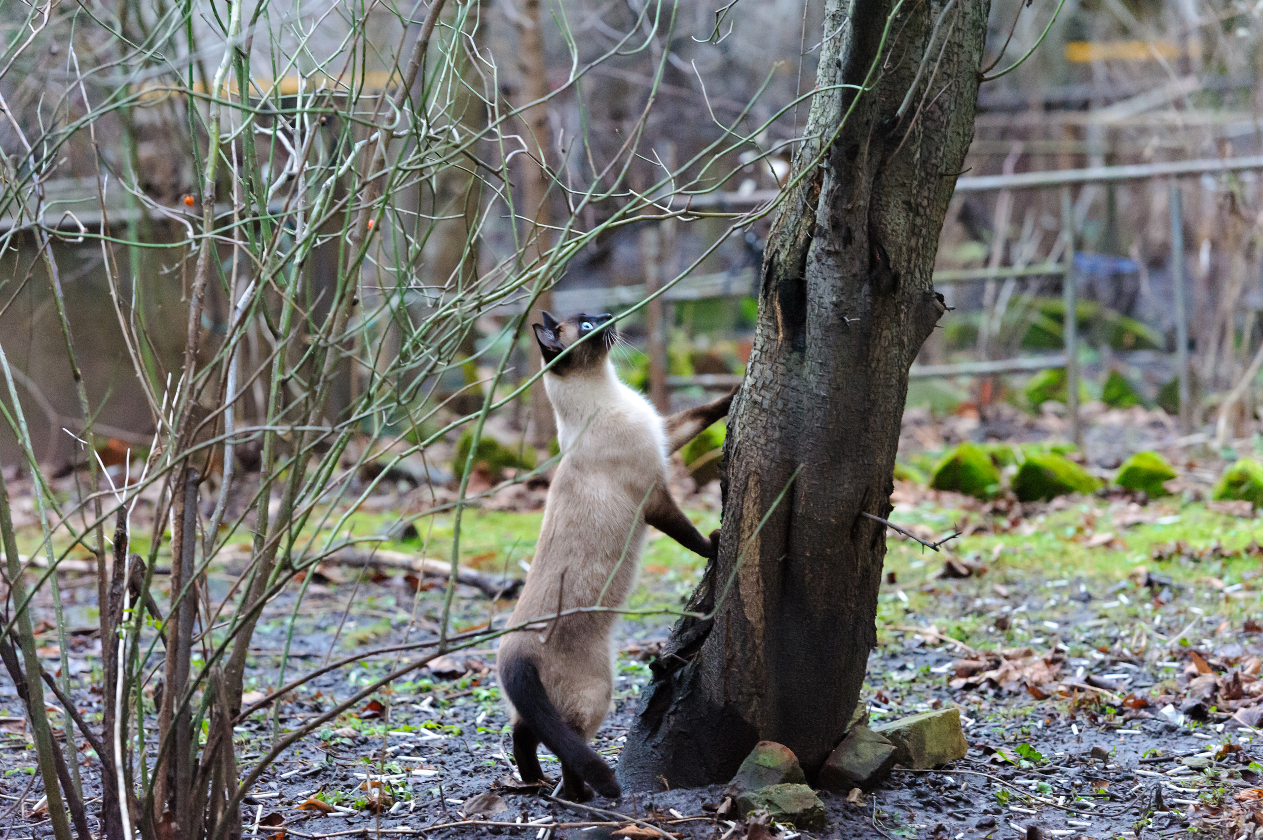 A photo story about stray cats