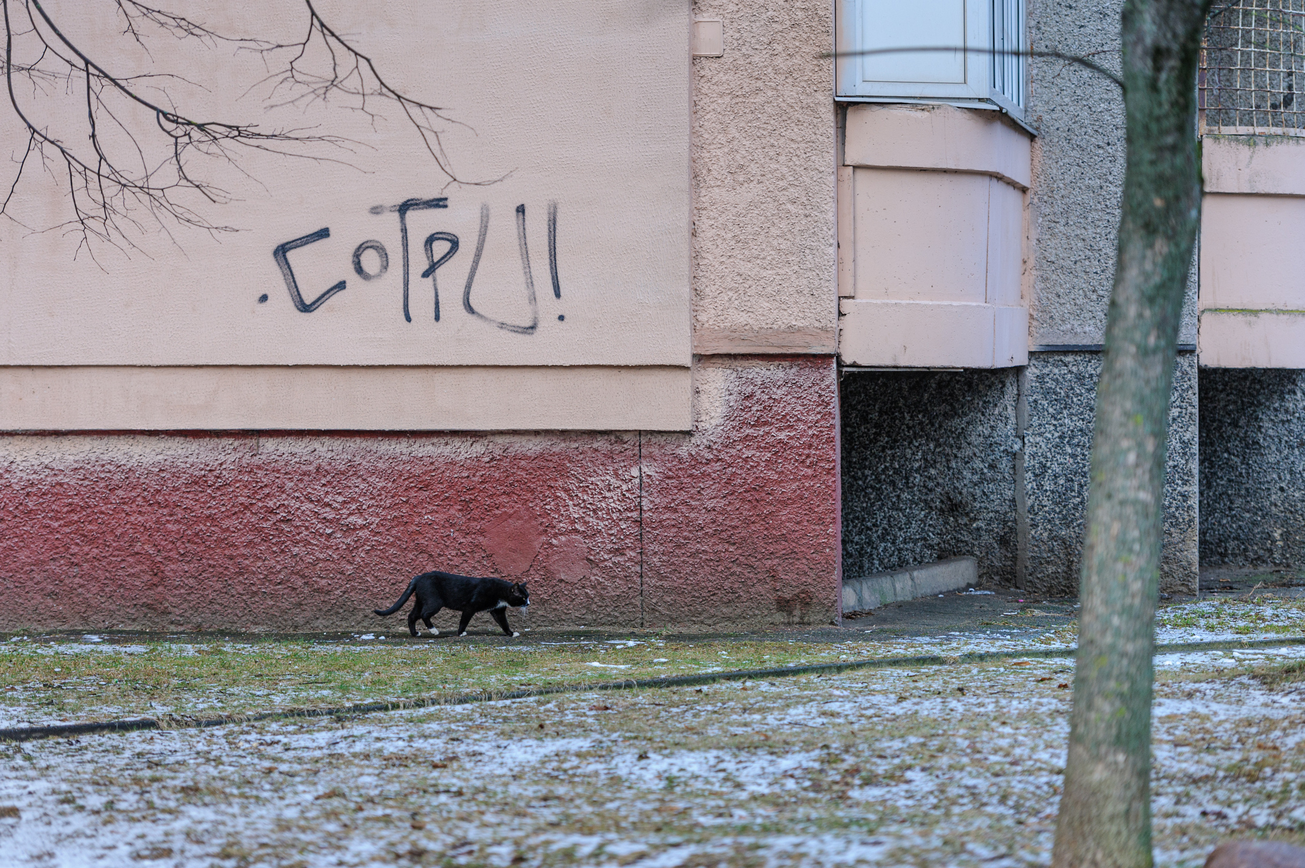 A photo story about stray cats