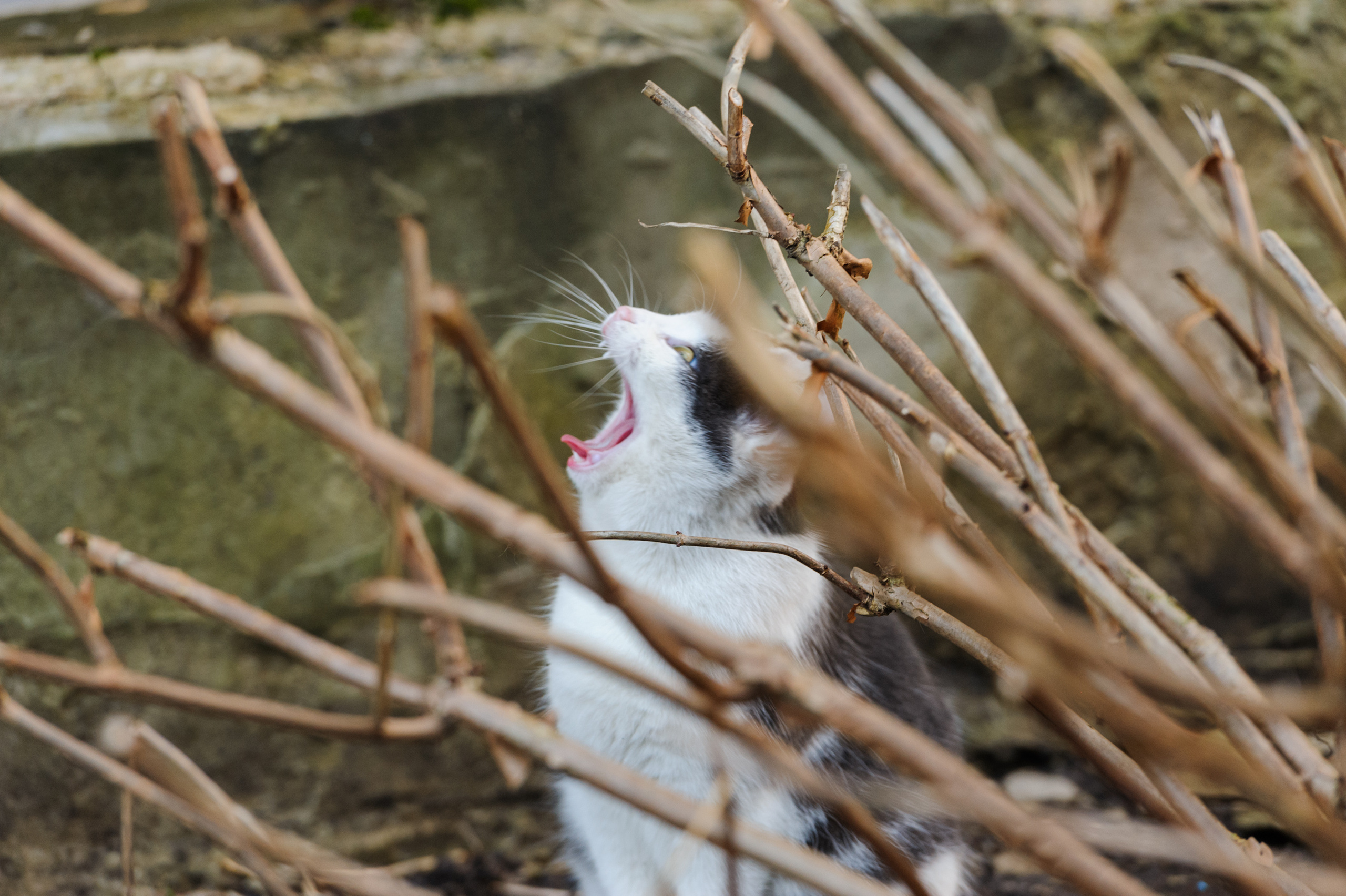 A photo story about stray cats