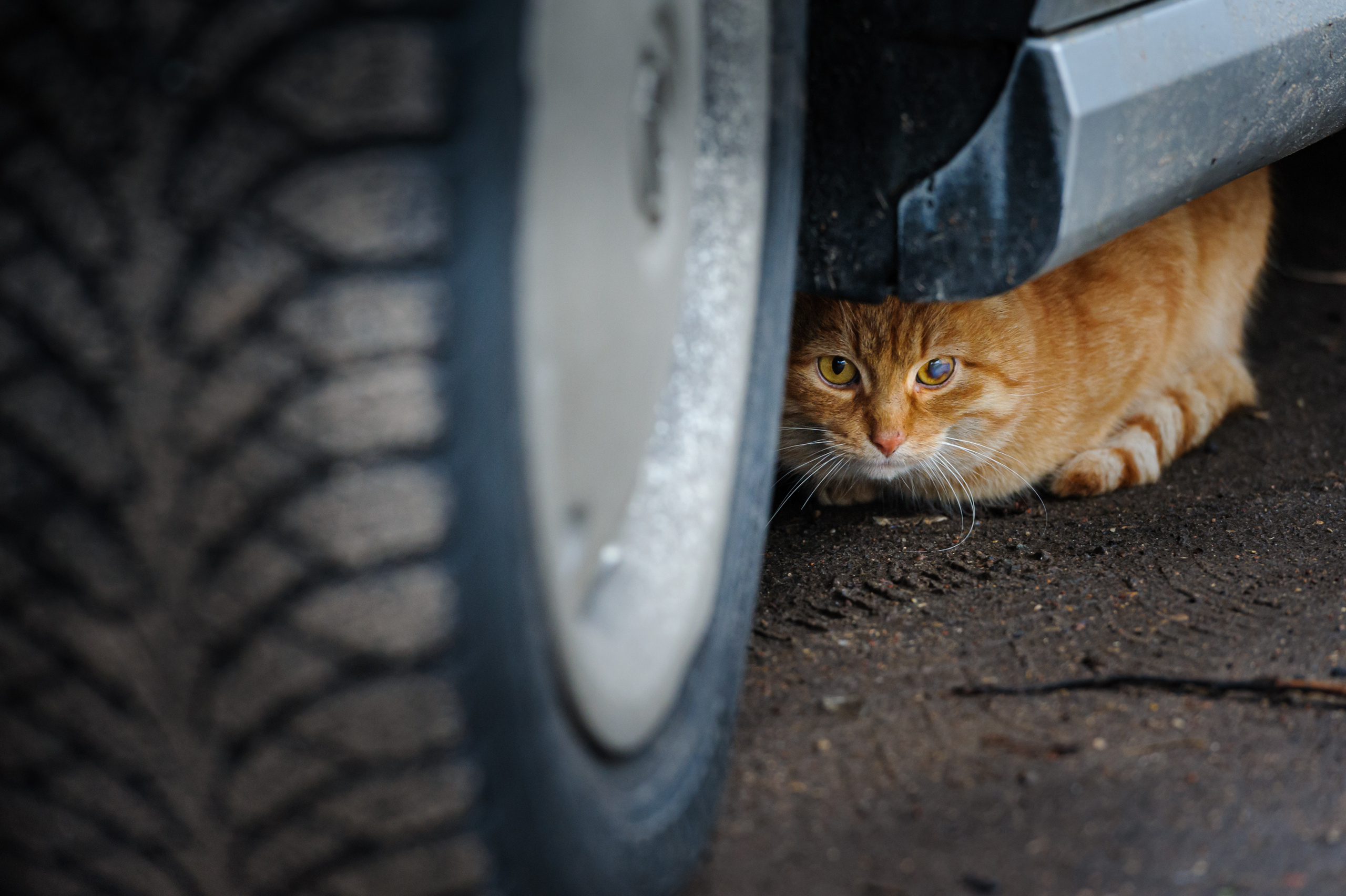 A photo story about stray cats