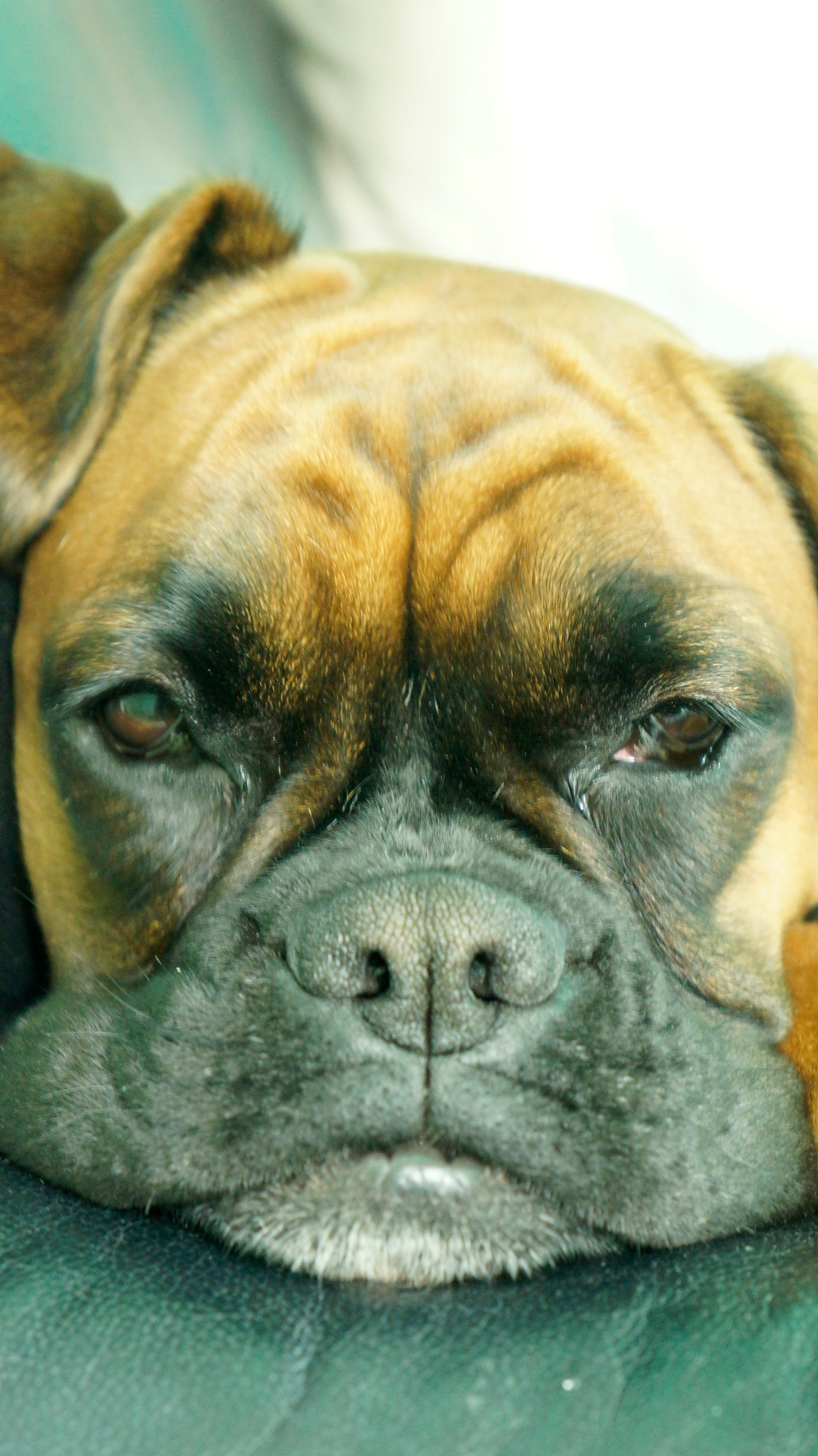 My ״Star״ Boxer Dog