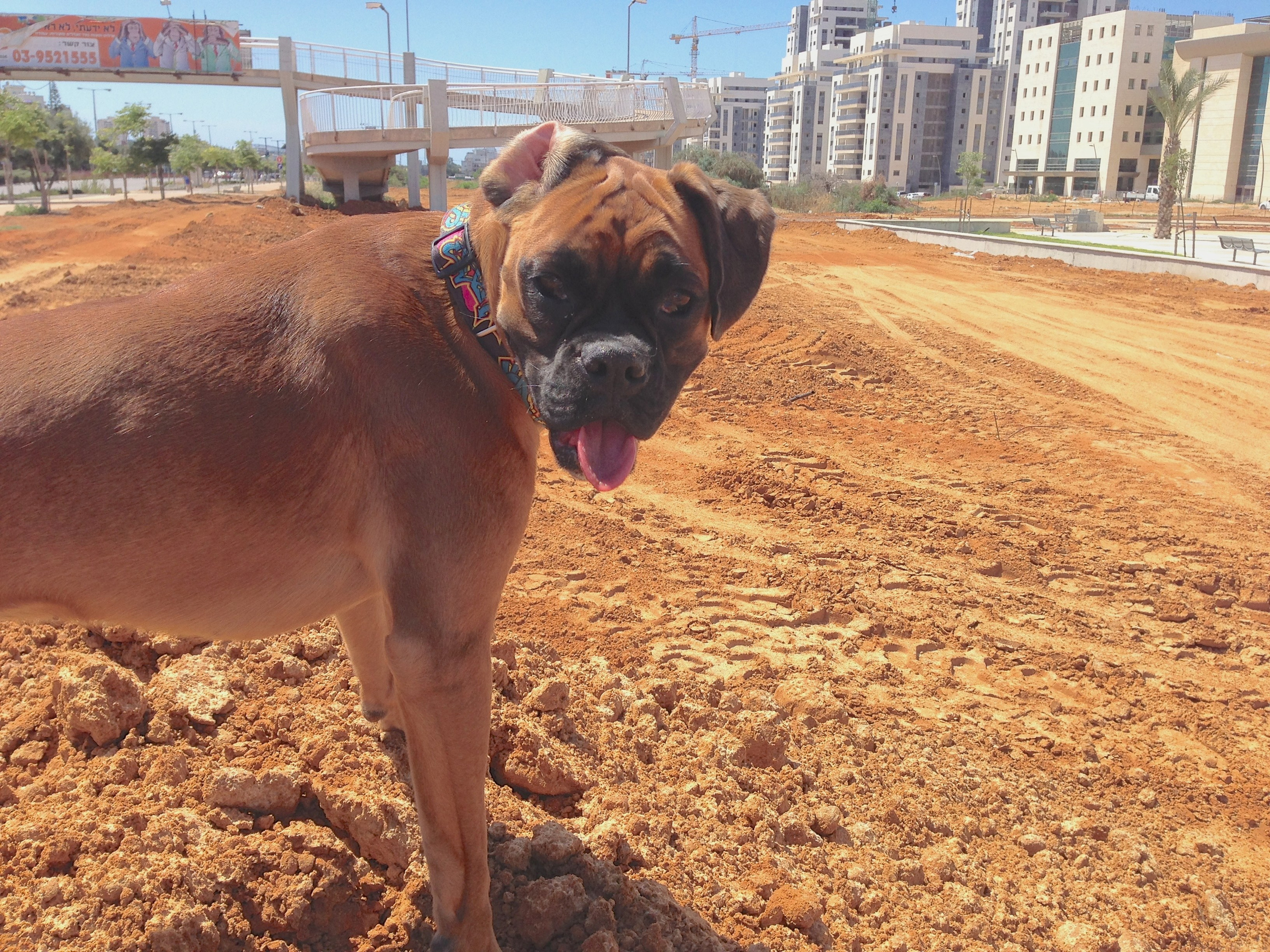 My ״Star״ Boxer Dog