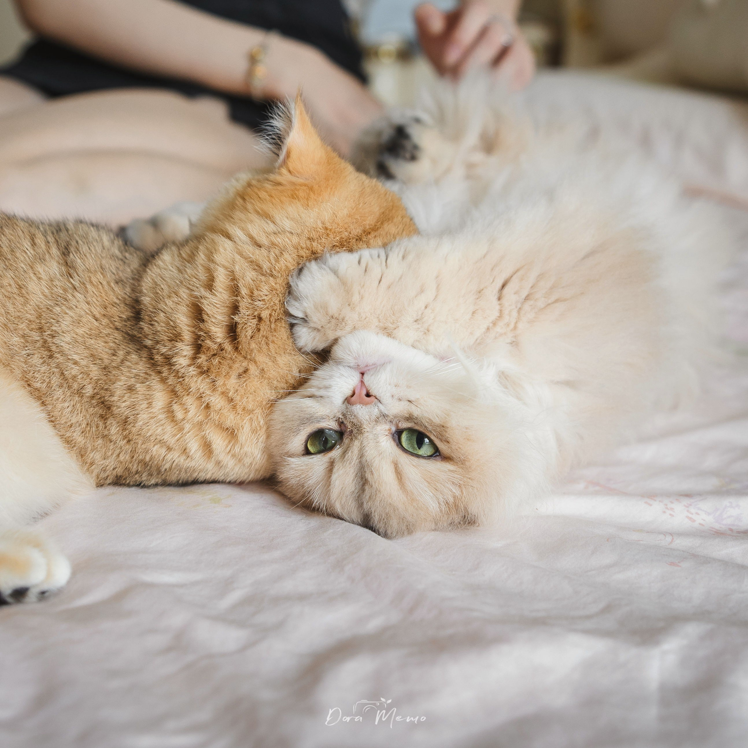 Two cats play together on the bed in a warm documentary pet photography session.