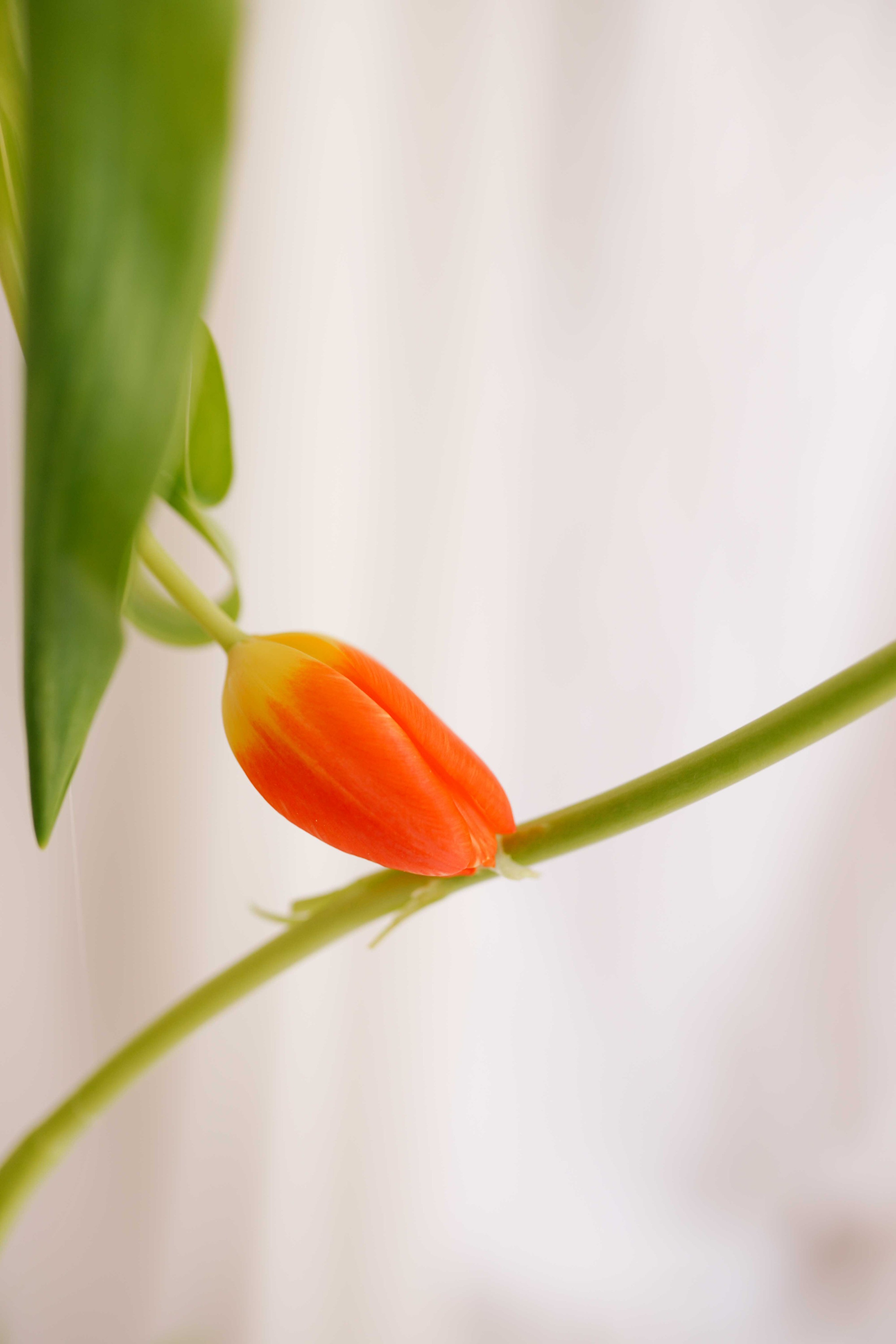 Ședințe Foto Primăvara Colorată Brașov | Mădălina Beda. Madalina Beda- Artist vizual, fotograf, doula la nastere, consultant babywearing Brasov si in toata tara