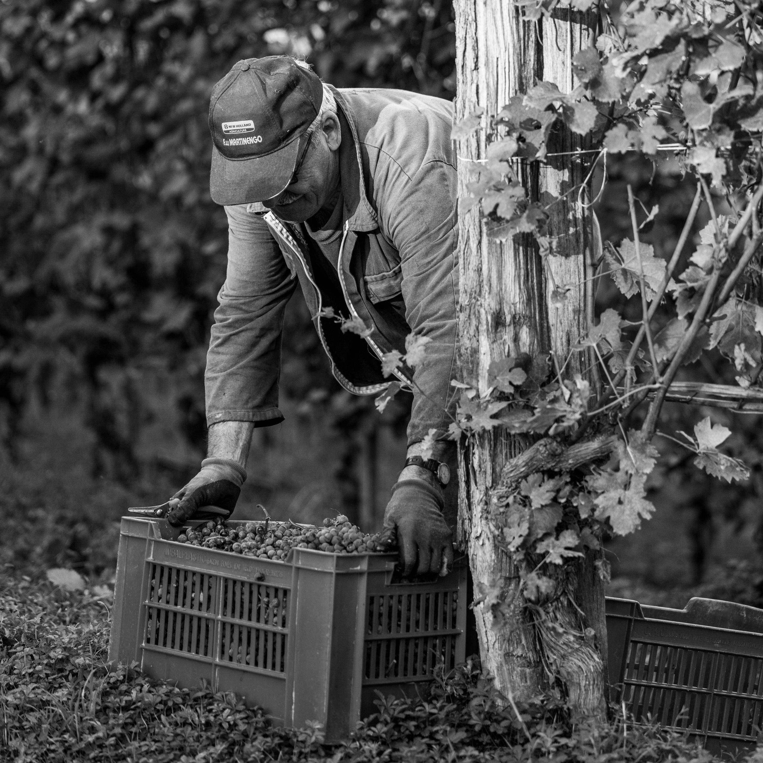 Cantine Boasso Serralunga. “Gianmaria Coscia fotografo per passione”