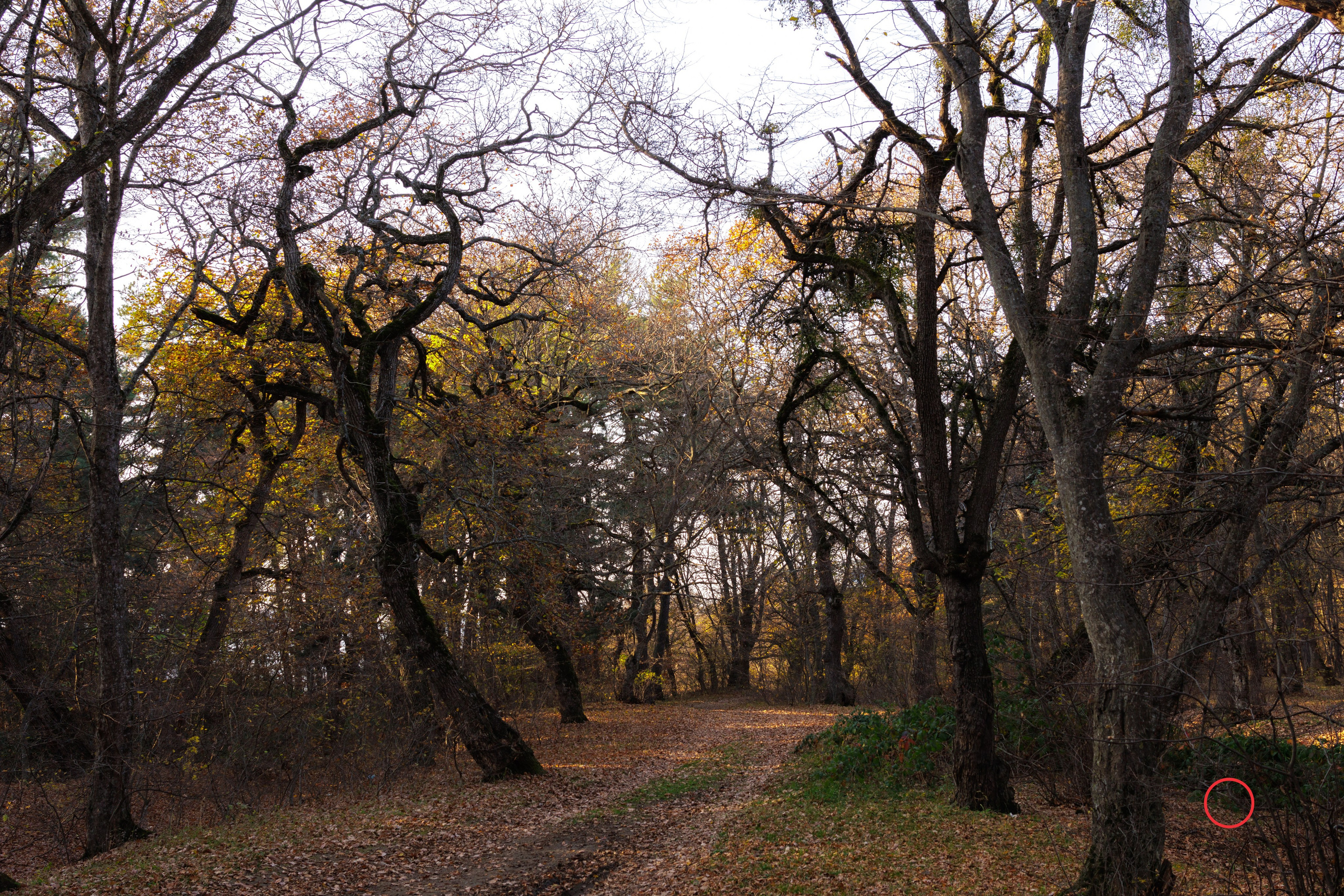 ტყე შემოდგომისა. FramefreeMan