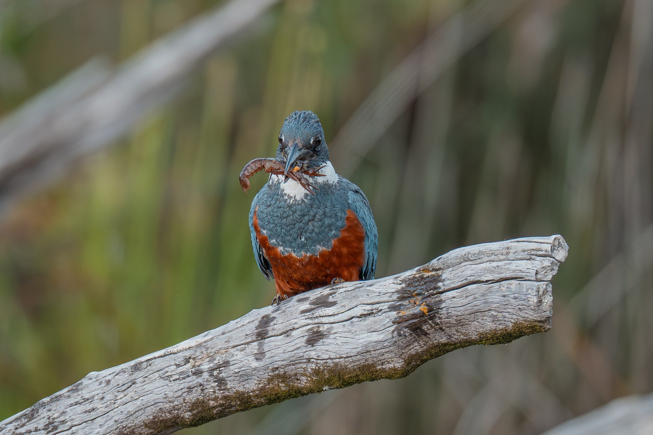 Martín Pescador. Nature photographer Yuri Soria-Galvarro