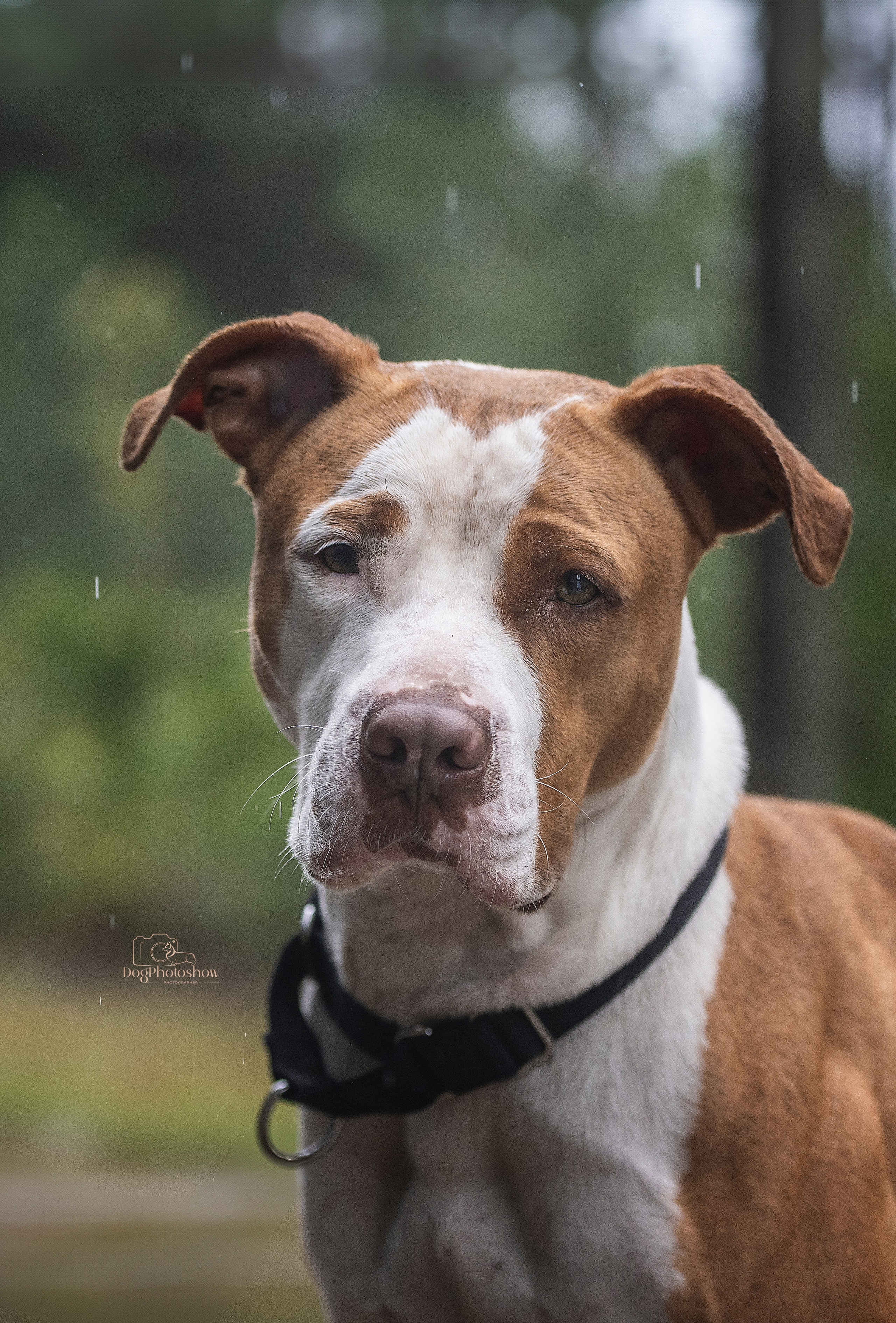 📸 6. Katerina Royter Pet Photographer North Florida