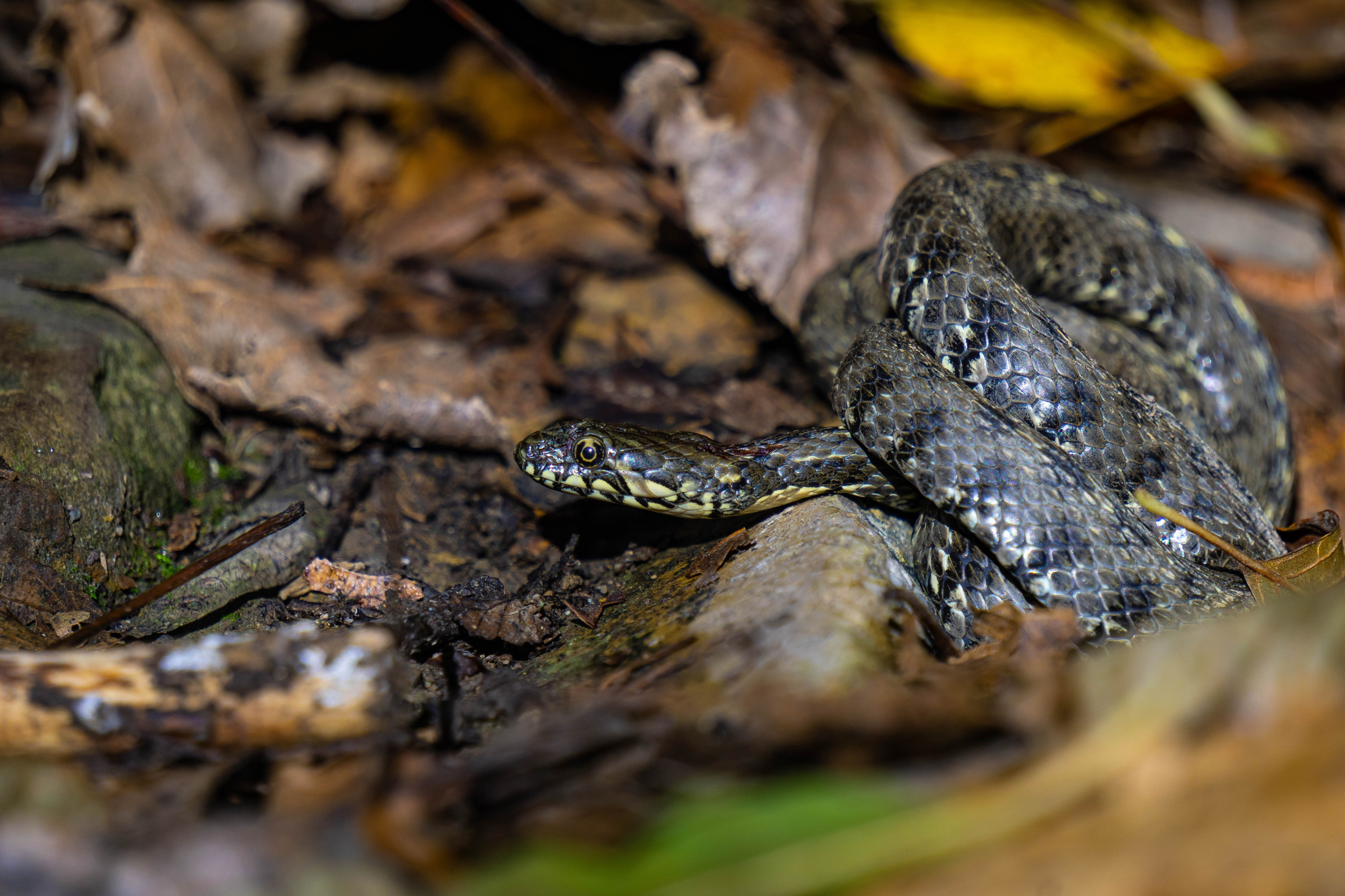 Bocetos. Alba del Norte Studio