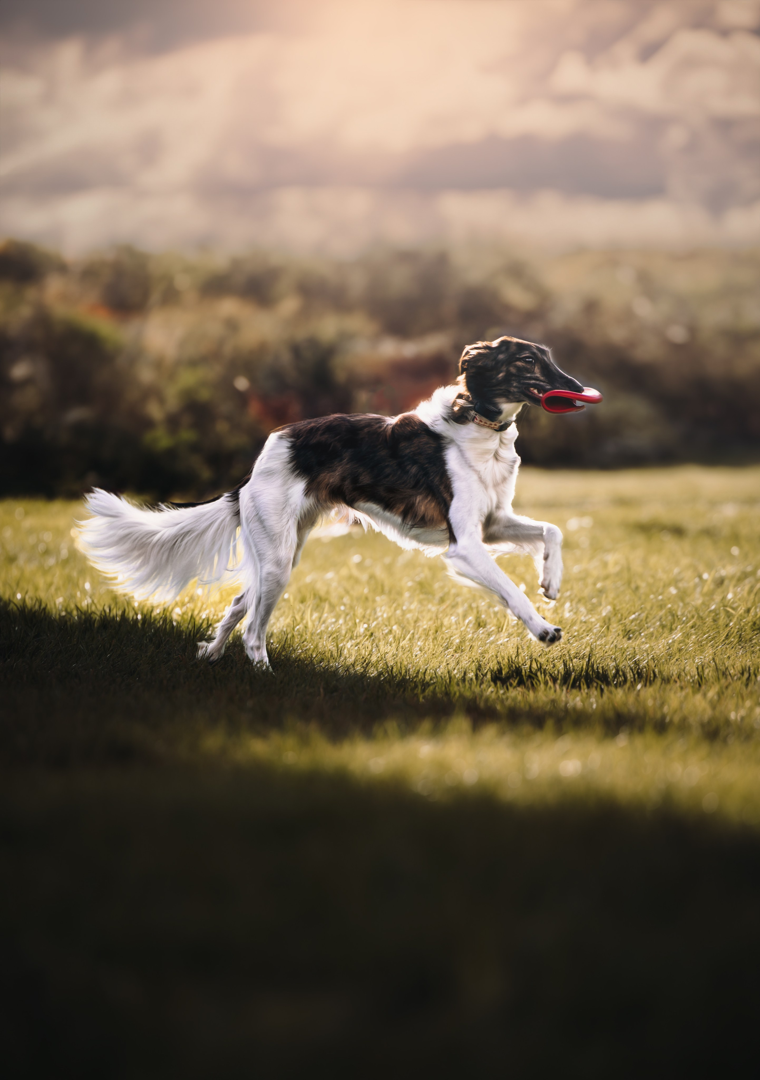 Pet Photographer Viktoriya Aleshenko