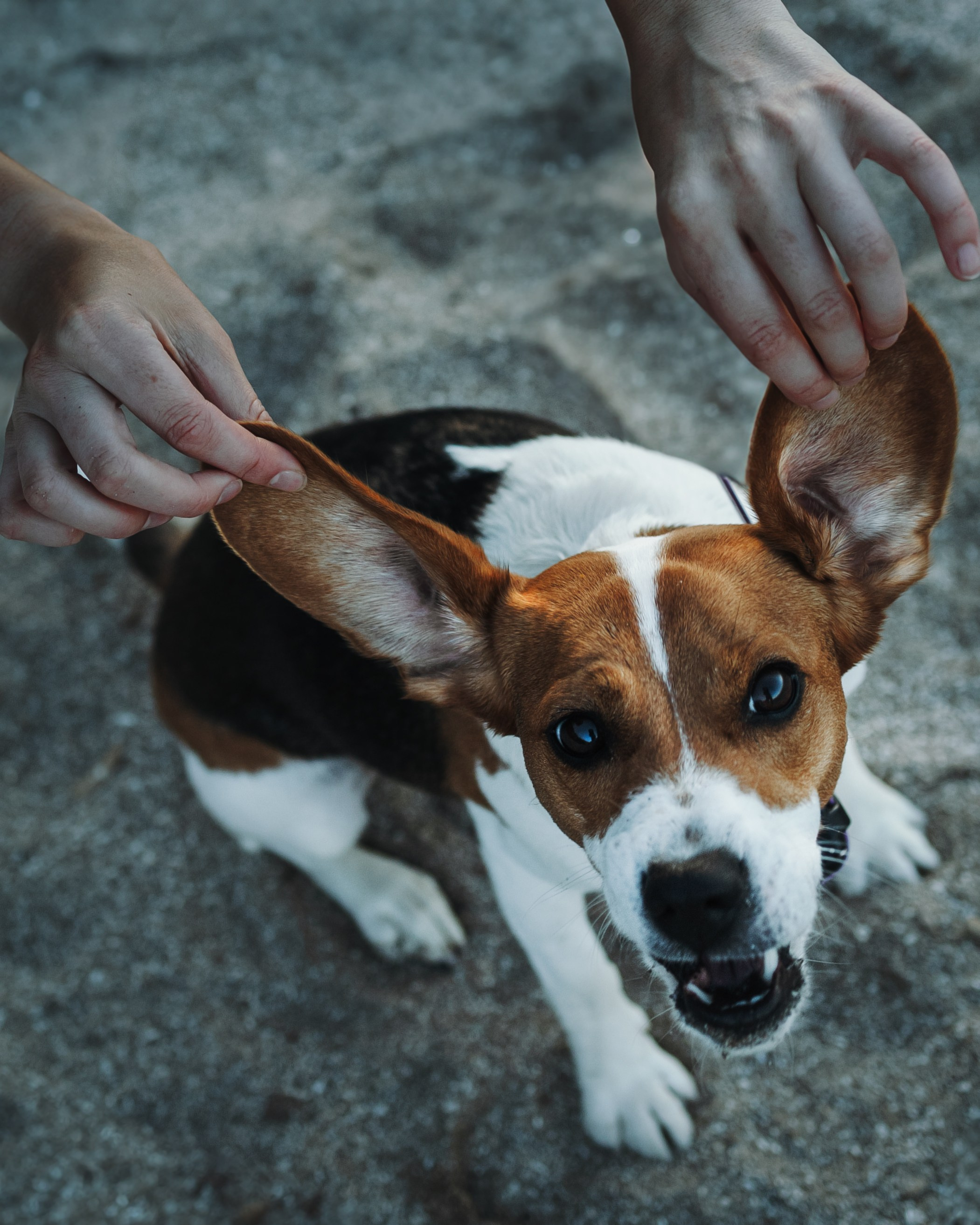 Maxine & Sarah. Pet Photographer Viktoriya Aleshenko
