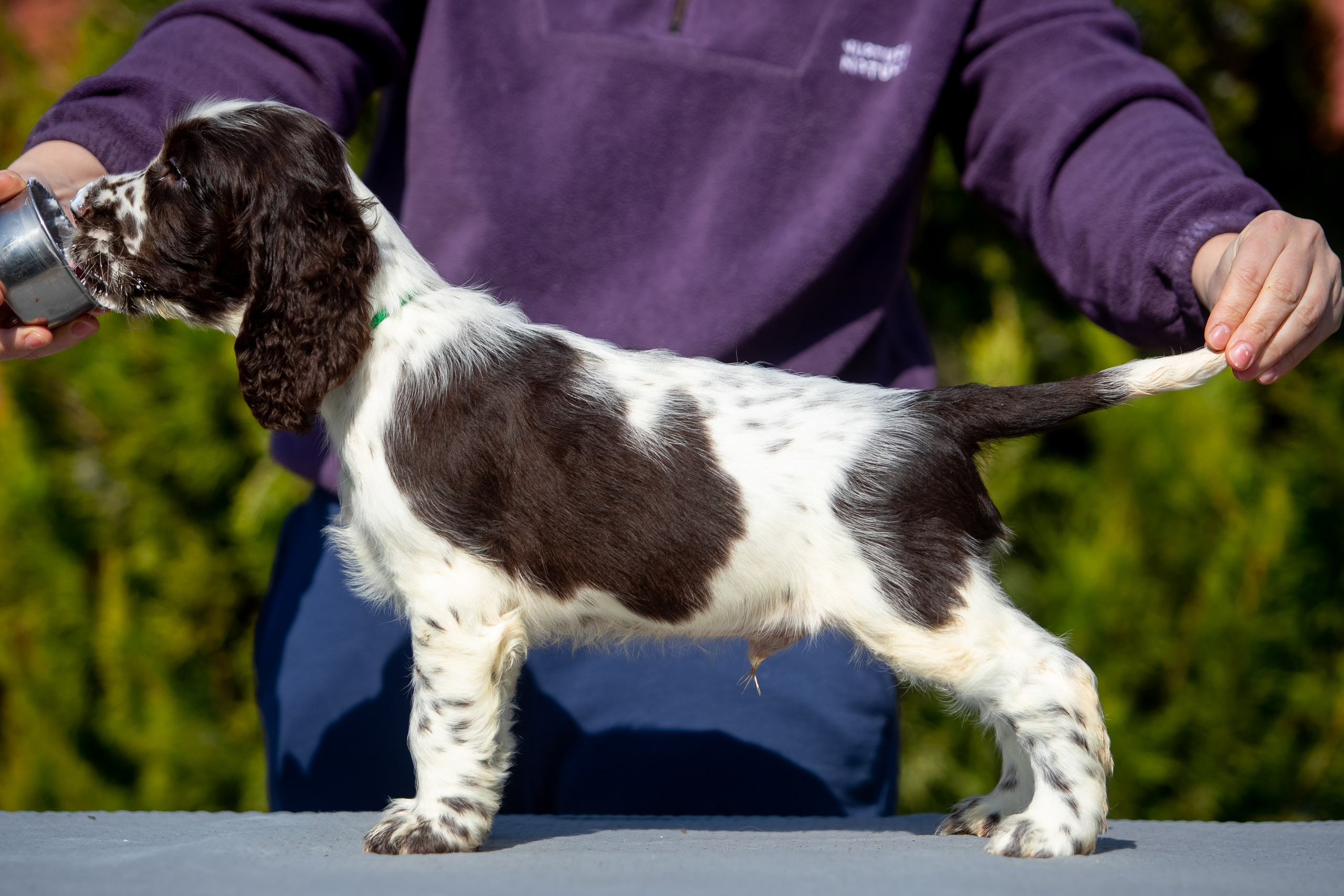 Male — Green collar 💚. Website of the titled stud dog of the Springer Spaniel breed