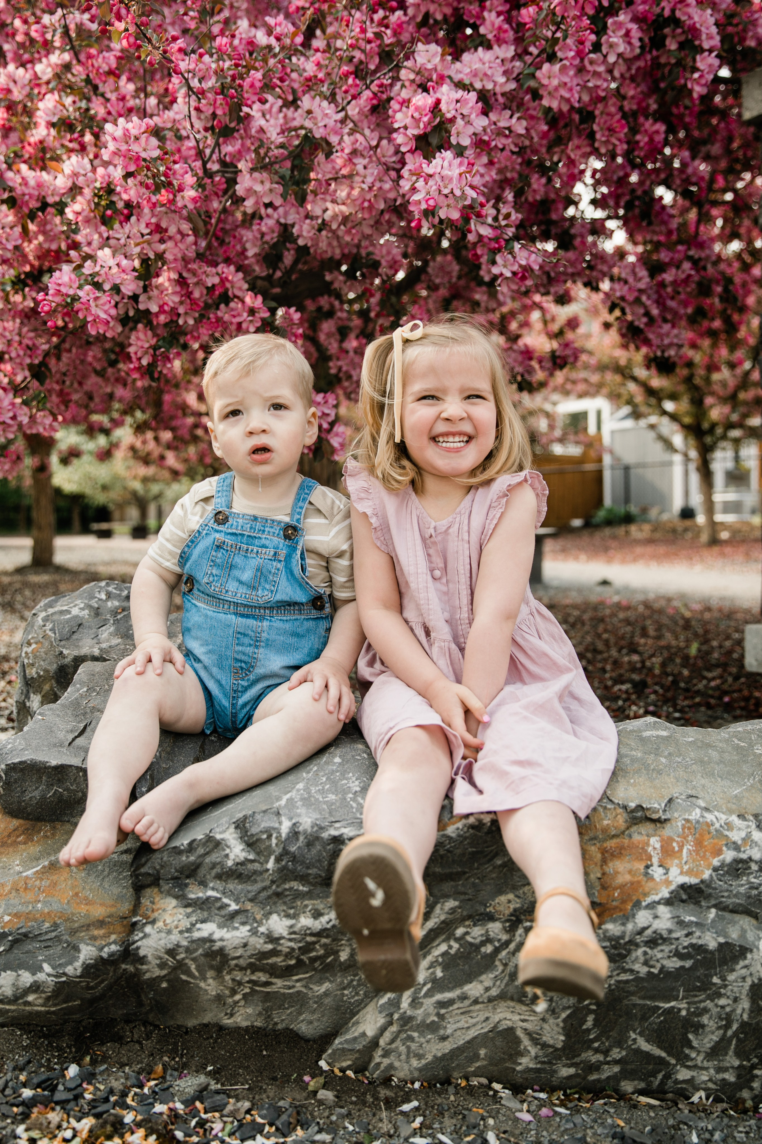 Pitchers Family Photos — Cherry Blossom. Fotografía accesible en Calgary
