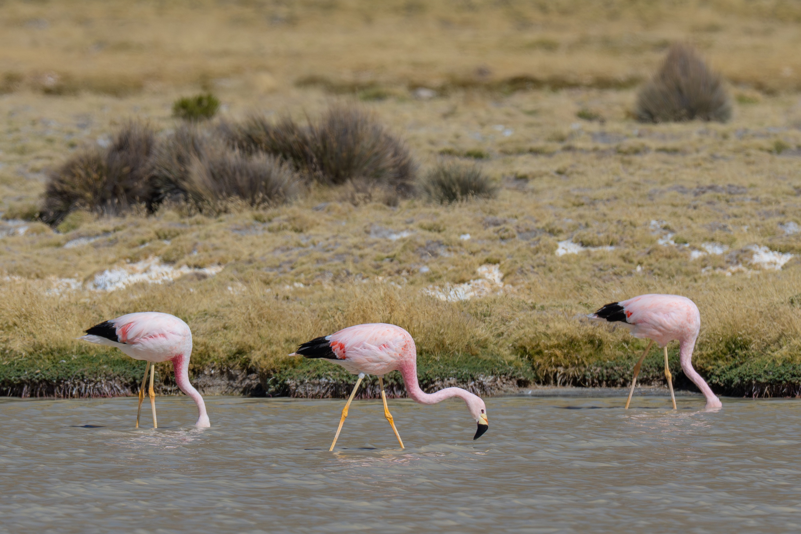 Flamencos. Nature photographer Yuri Soria-Galvarro