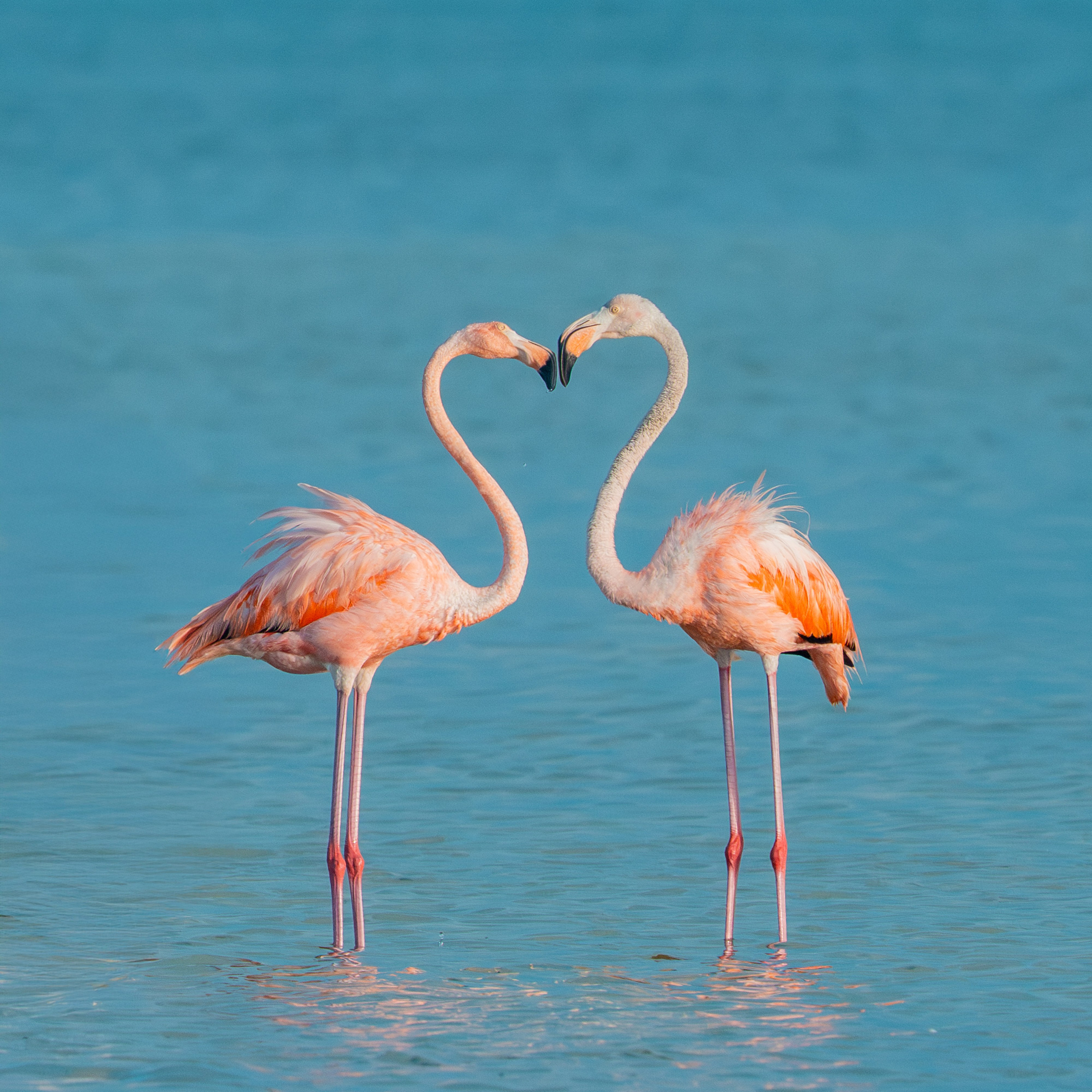 Flamencos. Nature photographer Yuri Soria-Galvarro