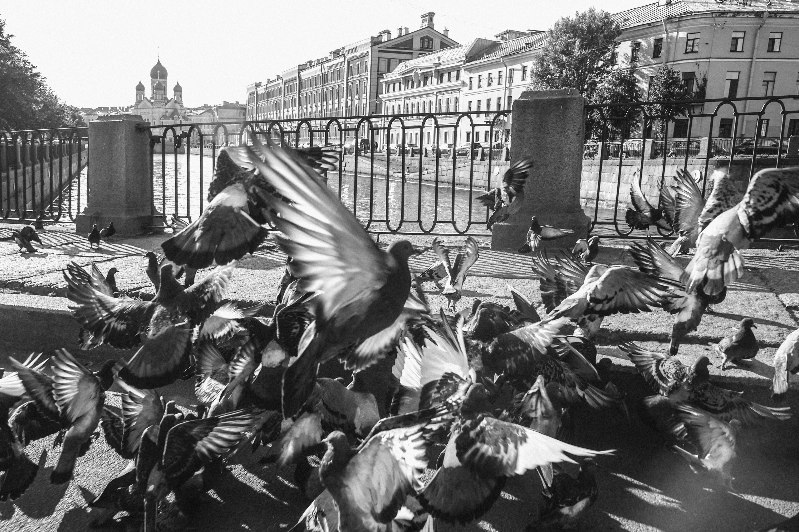 Пернатый психоз. Стрит-фотография, полная абсурда, идиотизма и красоты