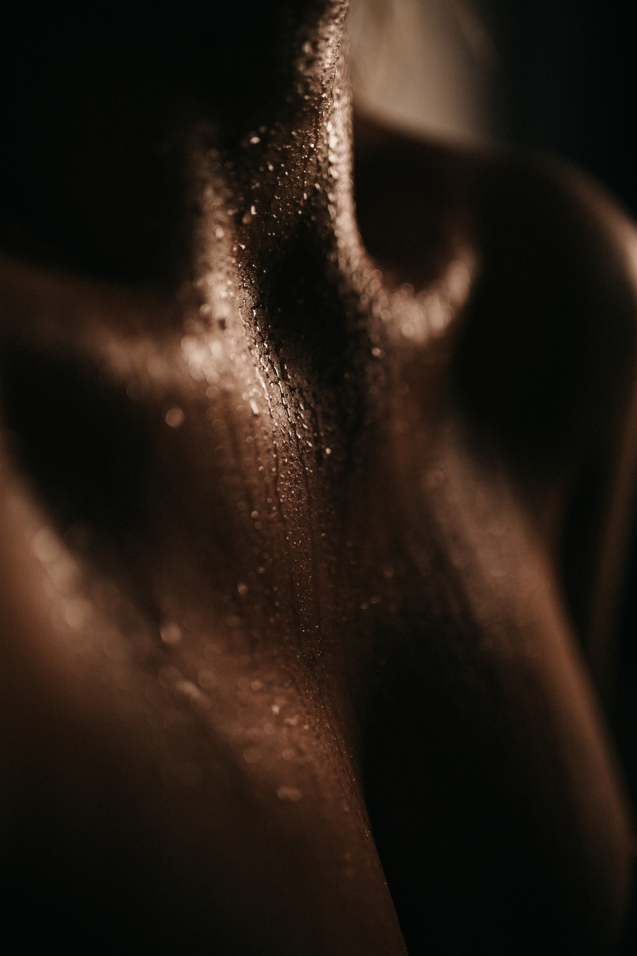 Dari. Photographer in Santiago, Chile Anna Almazova