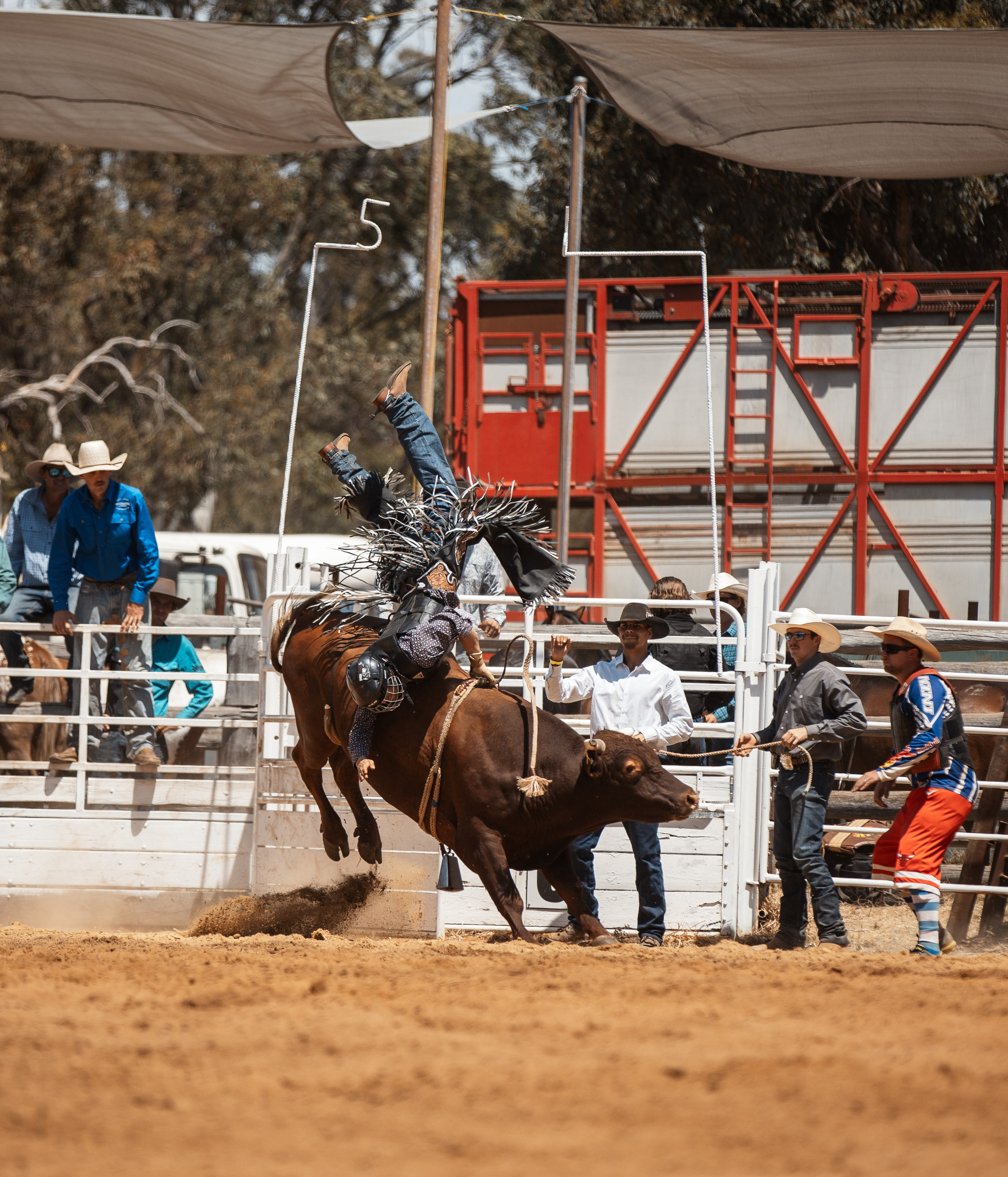 Selection of photos from different rodeos