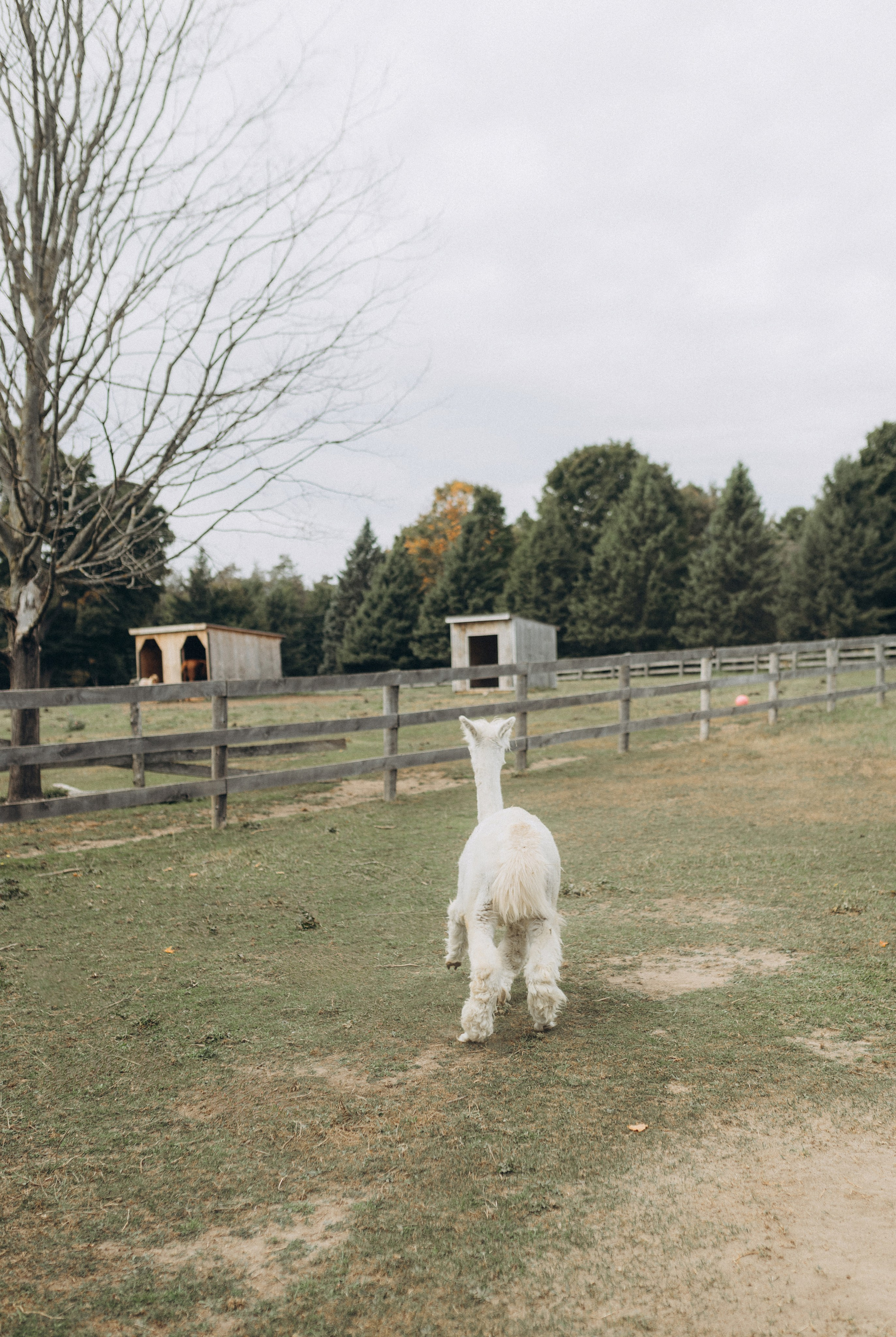 Alpacas Farm. Chernenko.photography