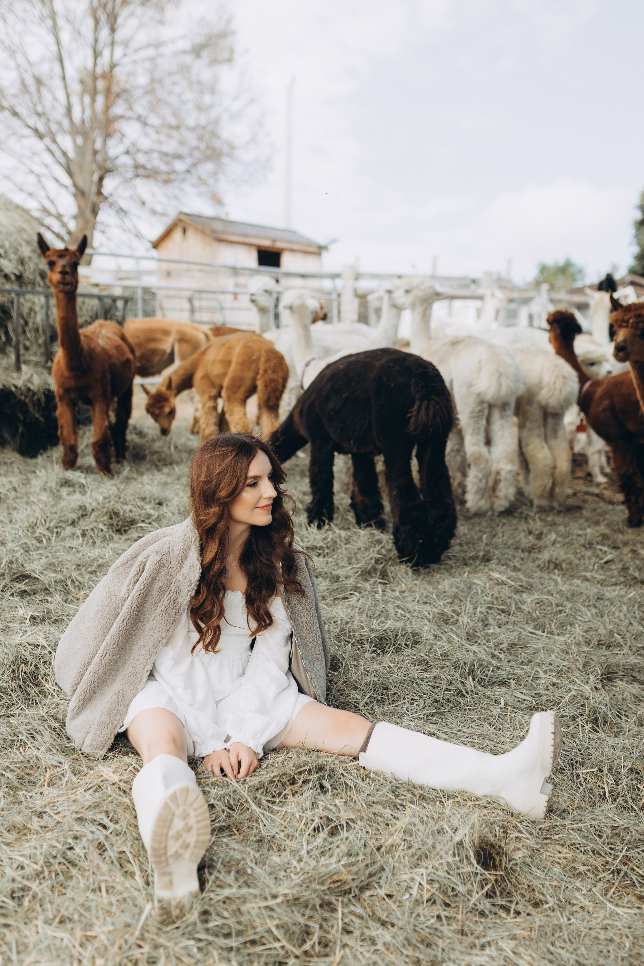Alpacas Farm. Chernenko.photography