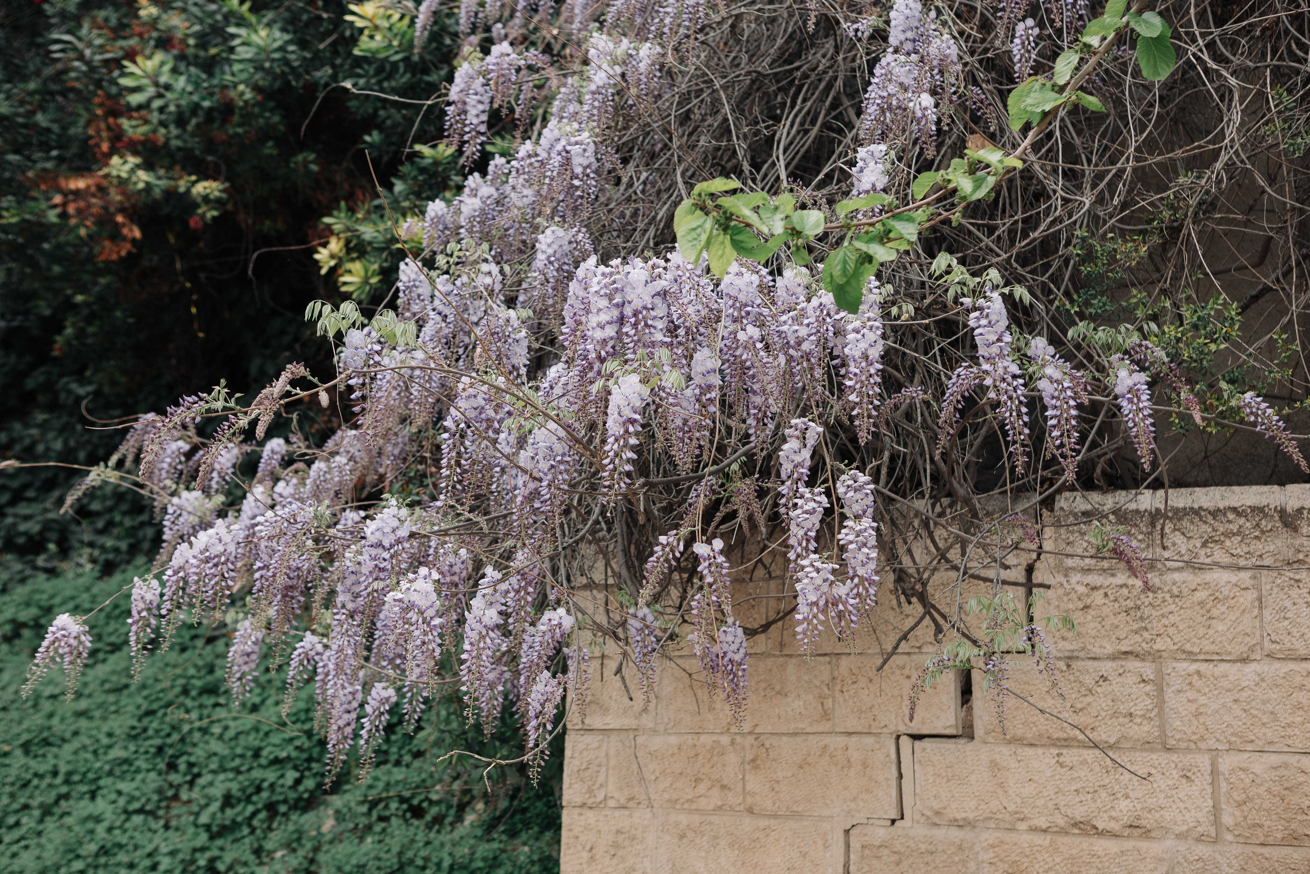 BAT MITZVAH FOR TWINS. Https://shi-photo.com/