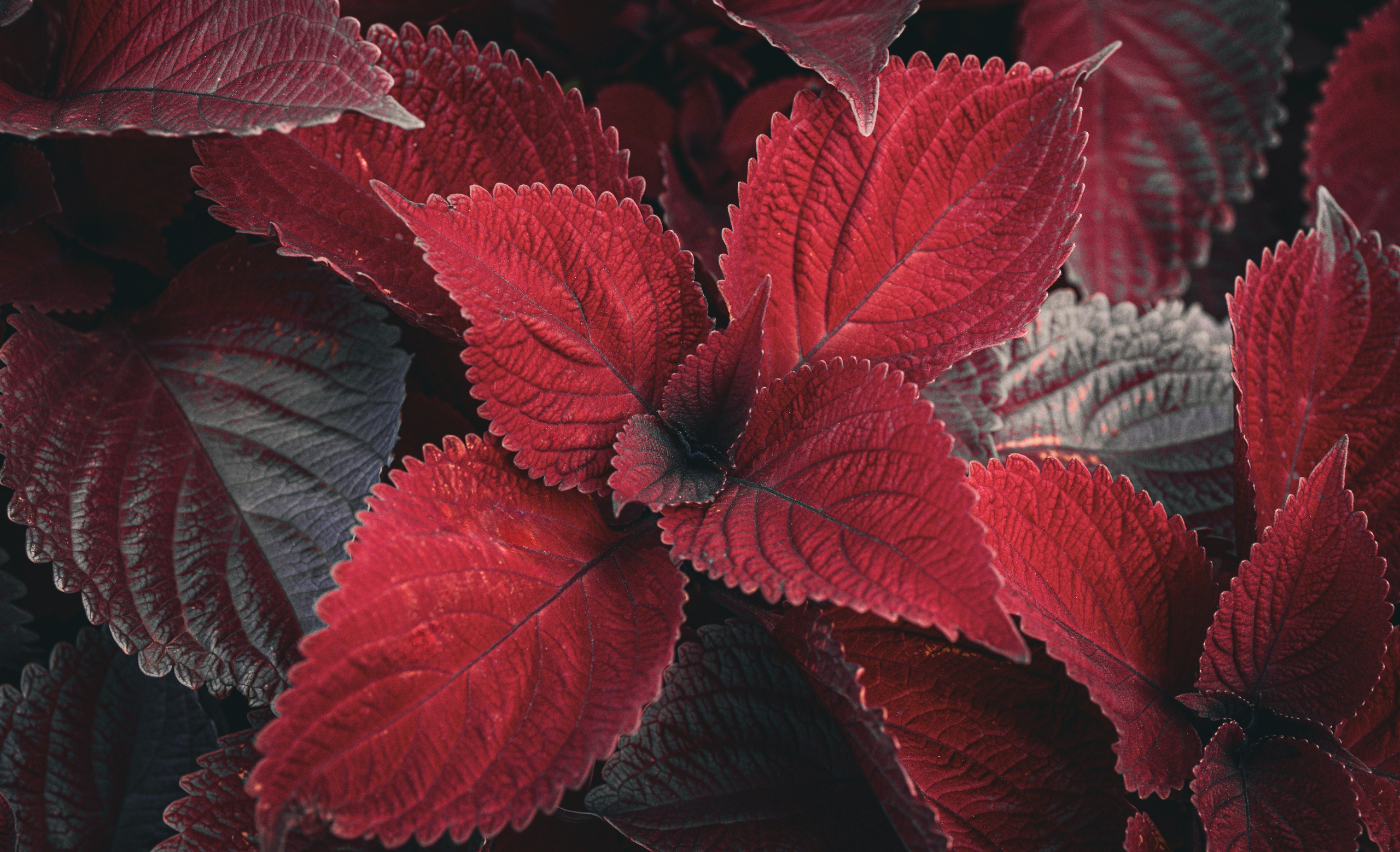 Portret bebeluș la botez realizat de Mitroi Iulian