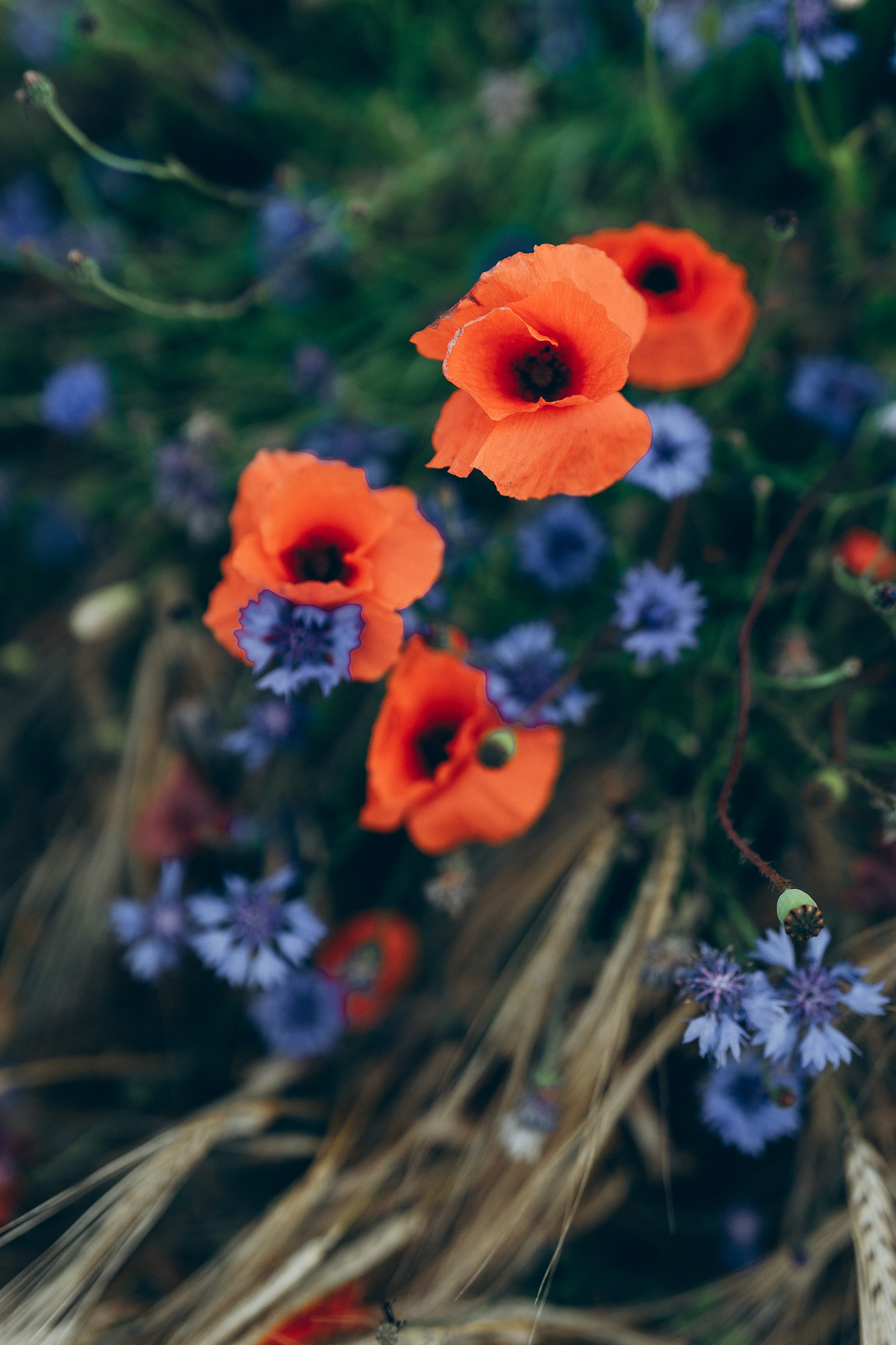 Poppy flowers. Familien, Portrait und Konzeptualfotografie in Genf, Schweiz