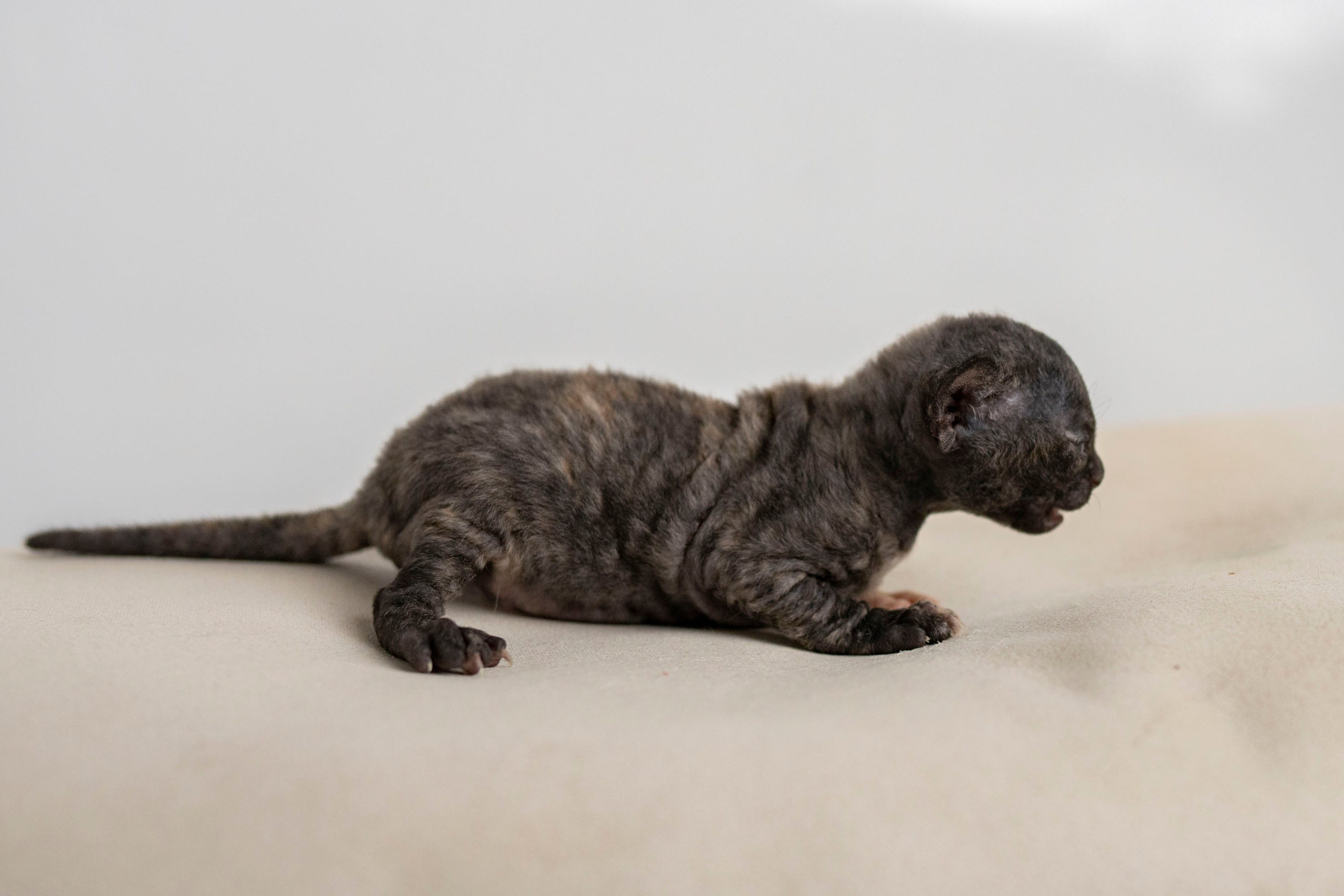 Kittens 11.23.23. Devon Rex Pixie Cattery